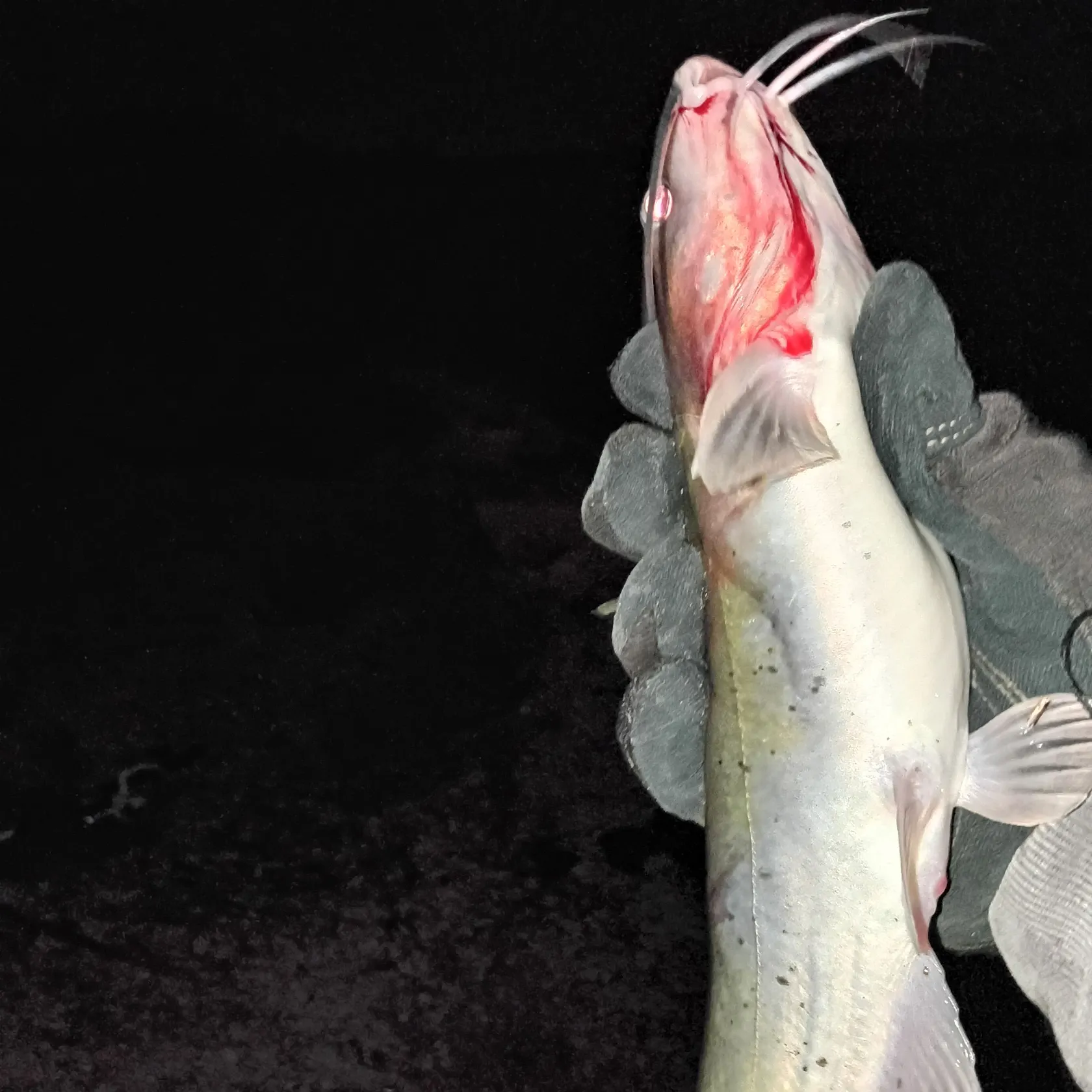 Channel catfish caught on Fishbrain