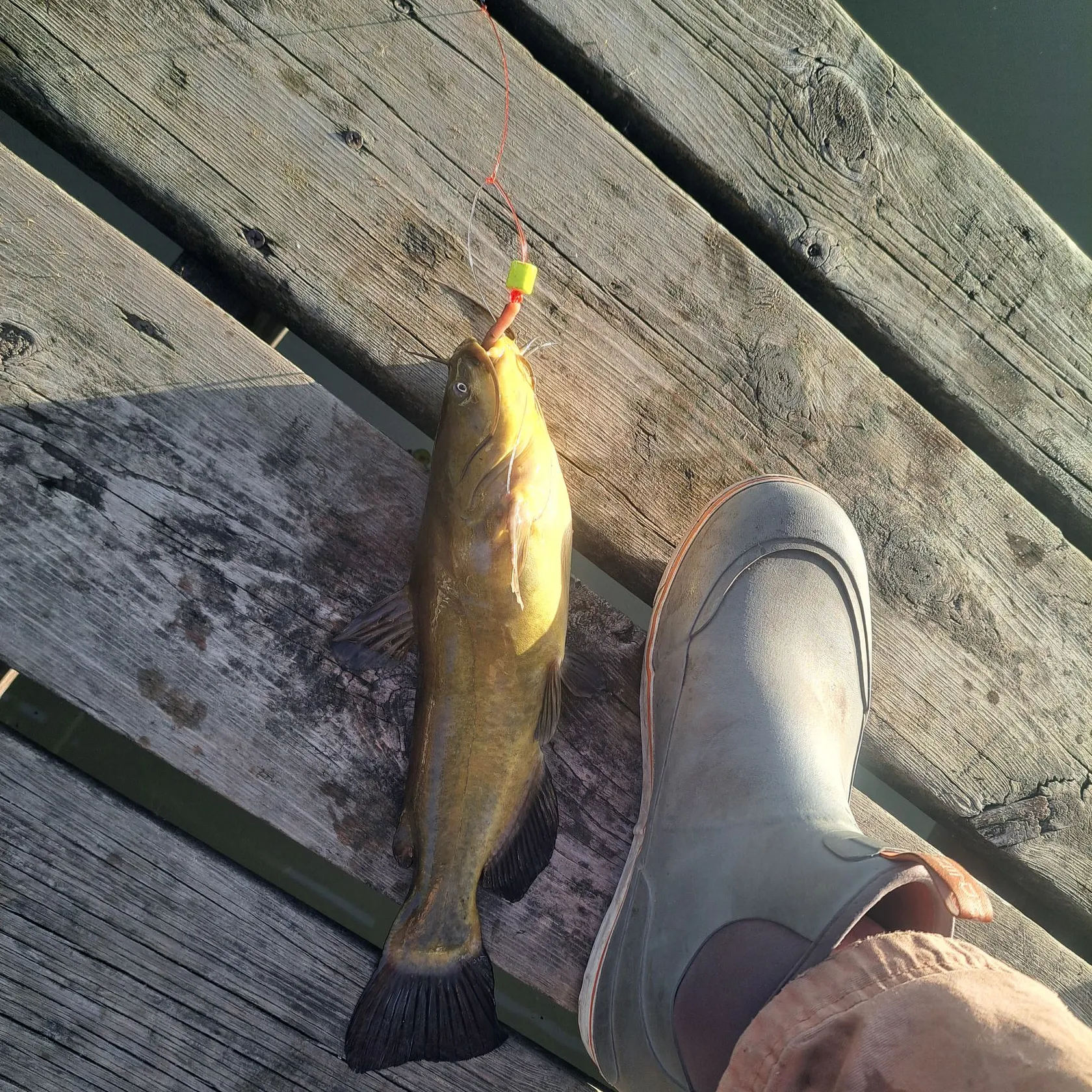 Black bullhead caught on Fishbrain