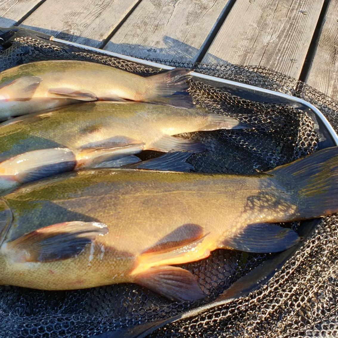 recently logged catches