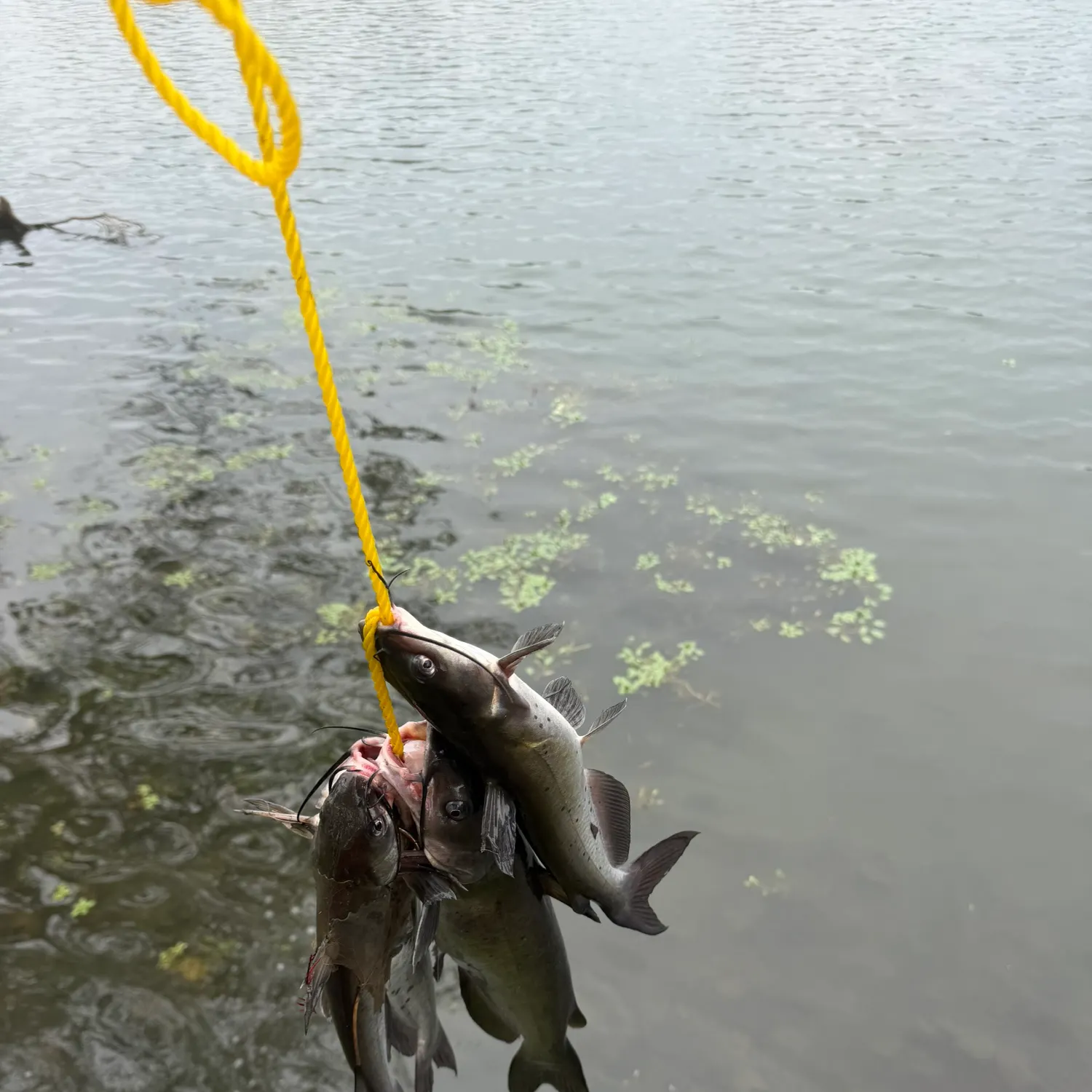 Channel catfish caught on Fishbrain