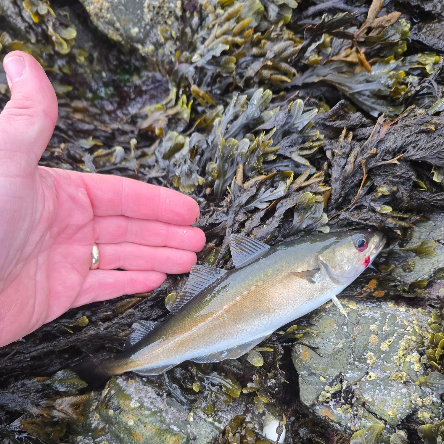 The most recent Alaska pollock catches on Fishbrain