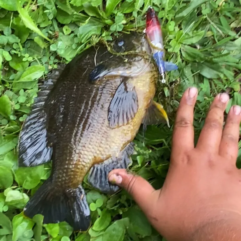 Bluegill caught on Fishbrain