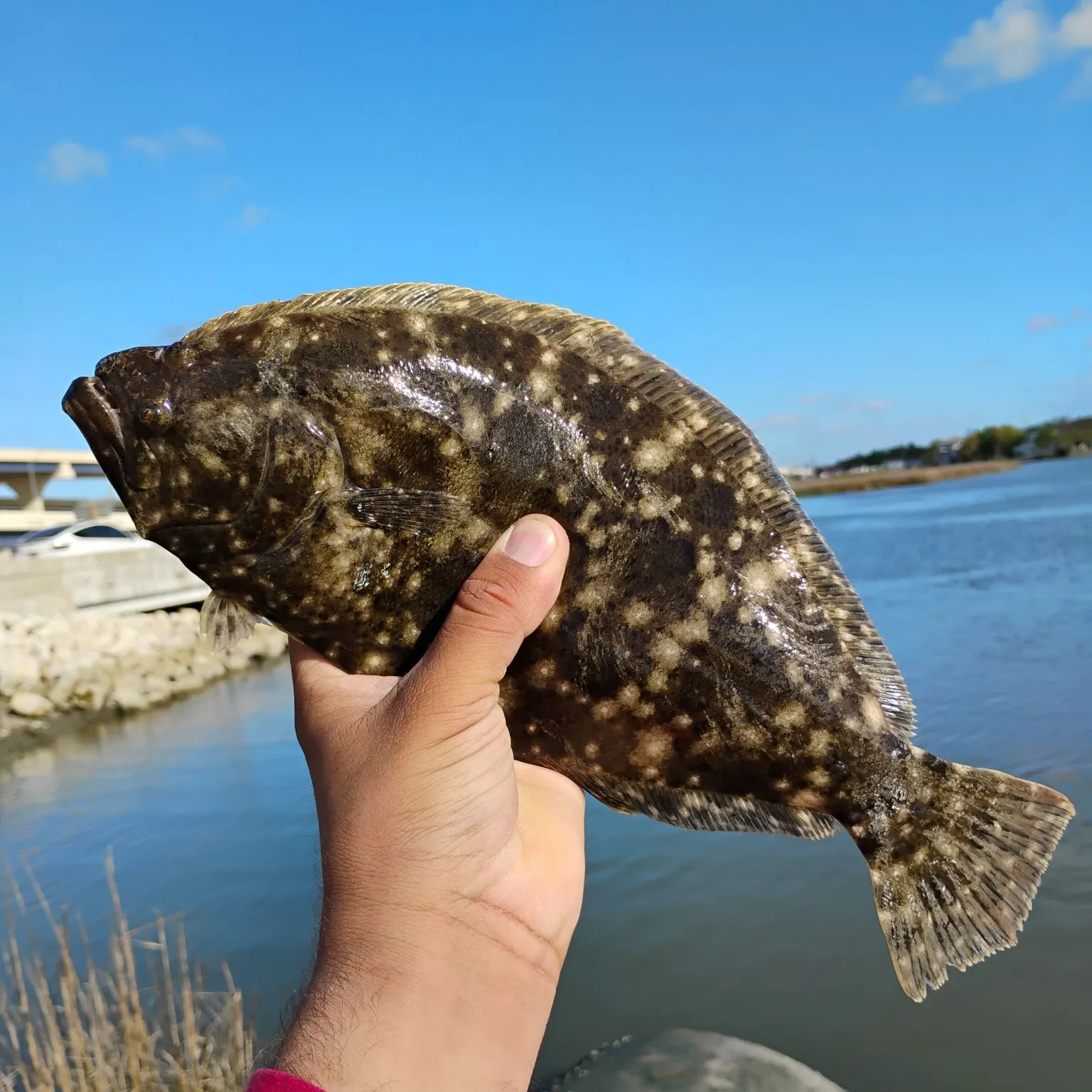The most recent Gulf flounder catches on Fishbrain