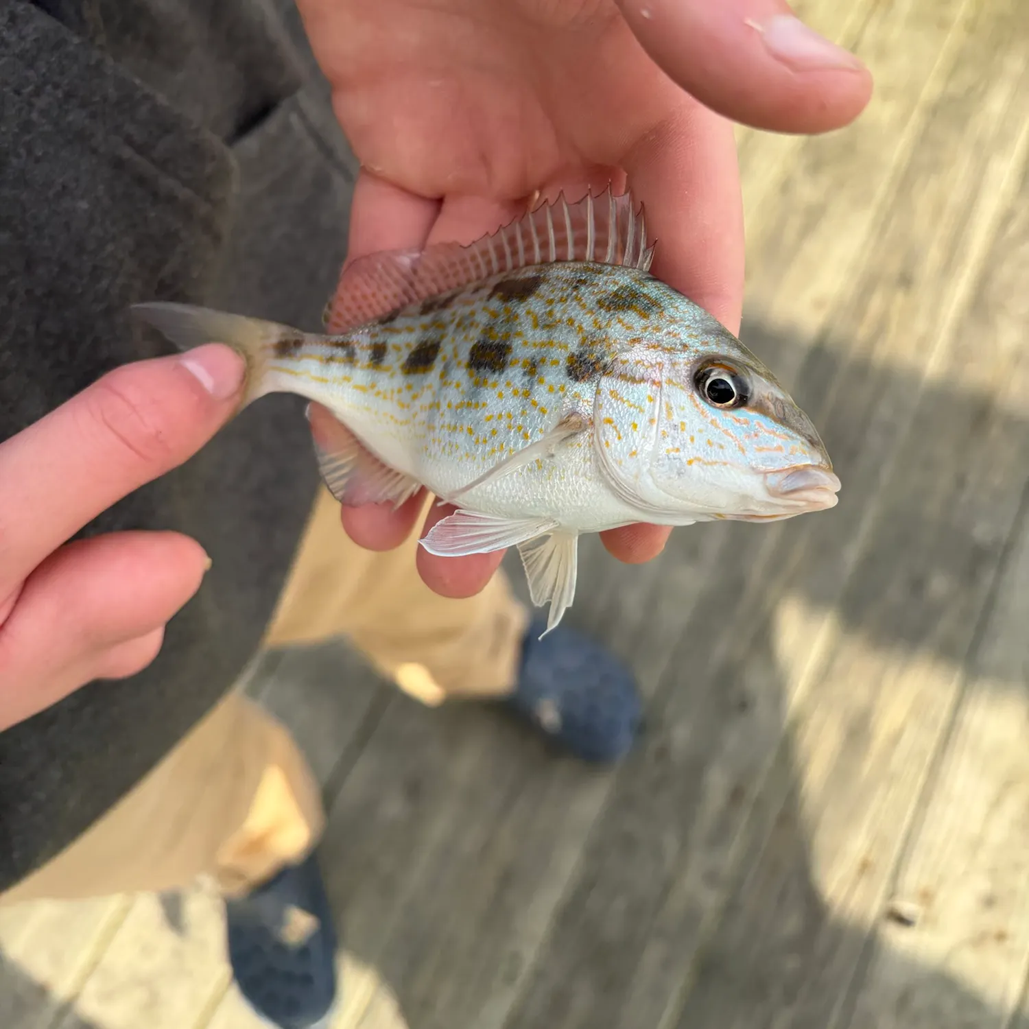 Pigfish caught on Fishbrain