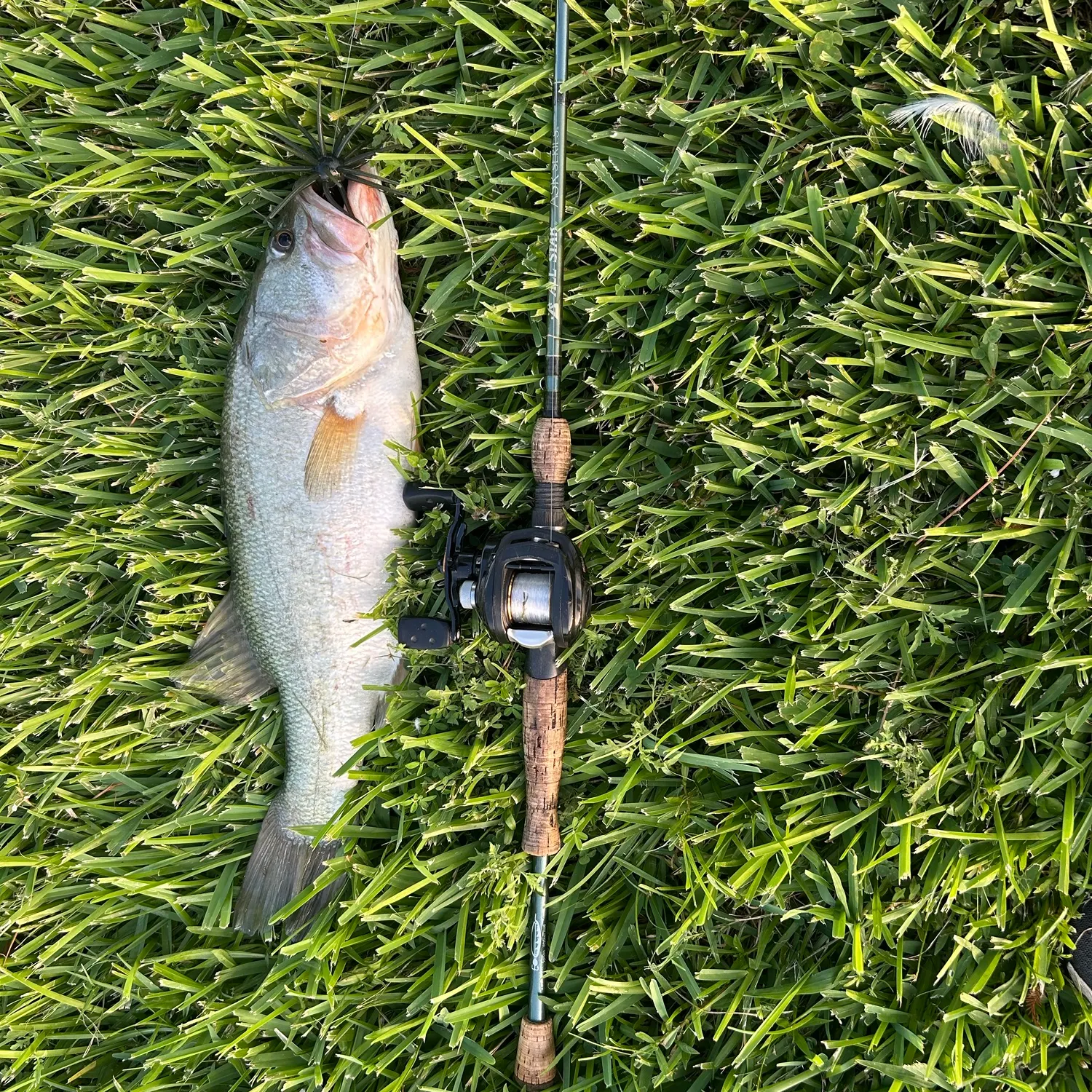 Largemouth bass caught on Fishbrain