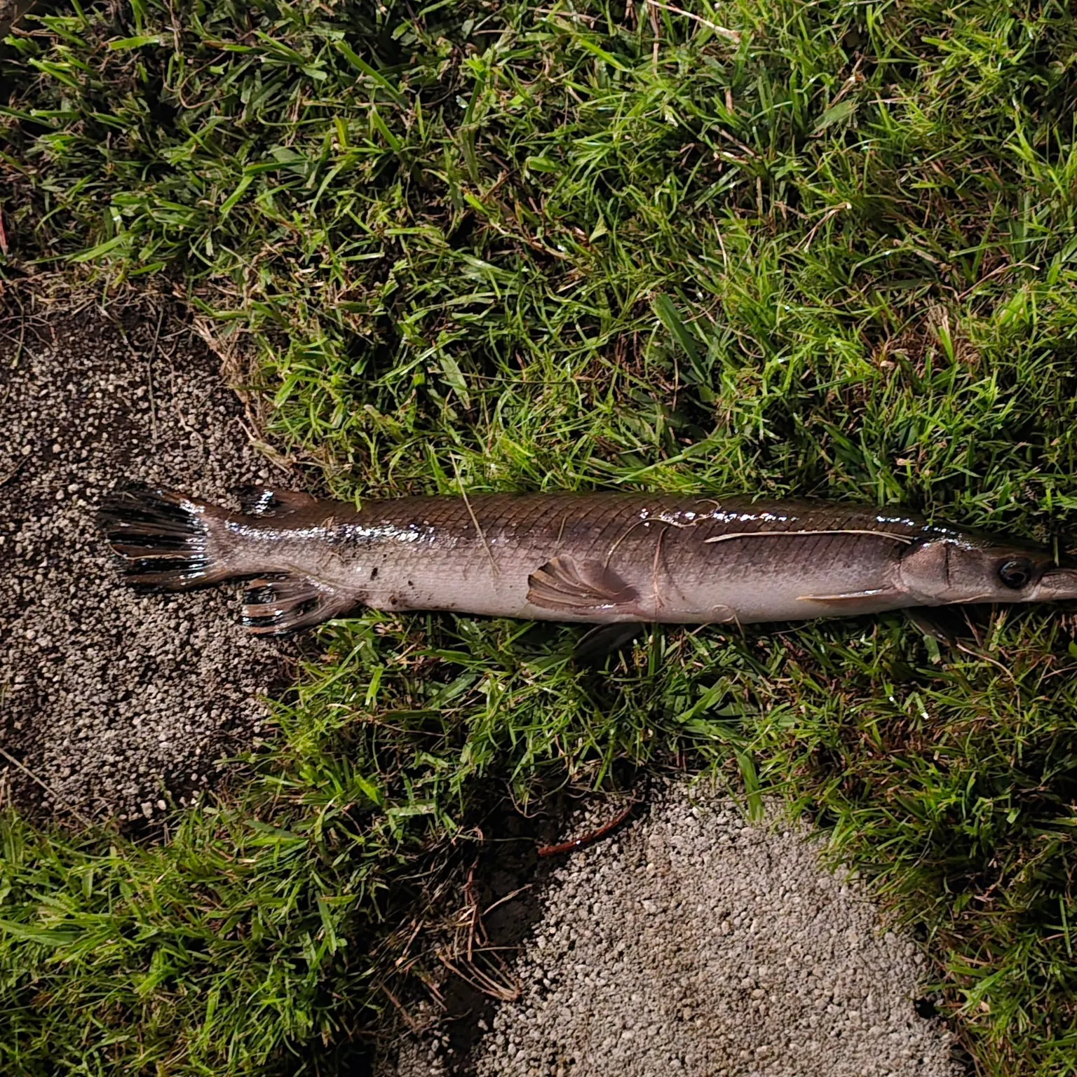 The most recent Shortnose gar catches on Fishbrain