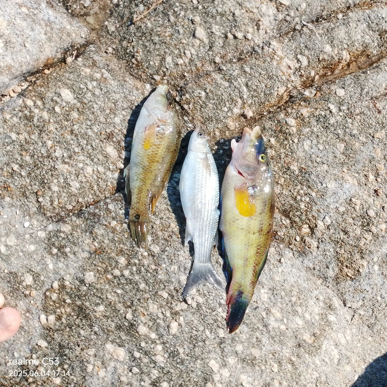 recently logged catches