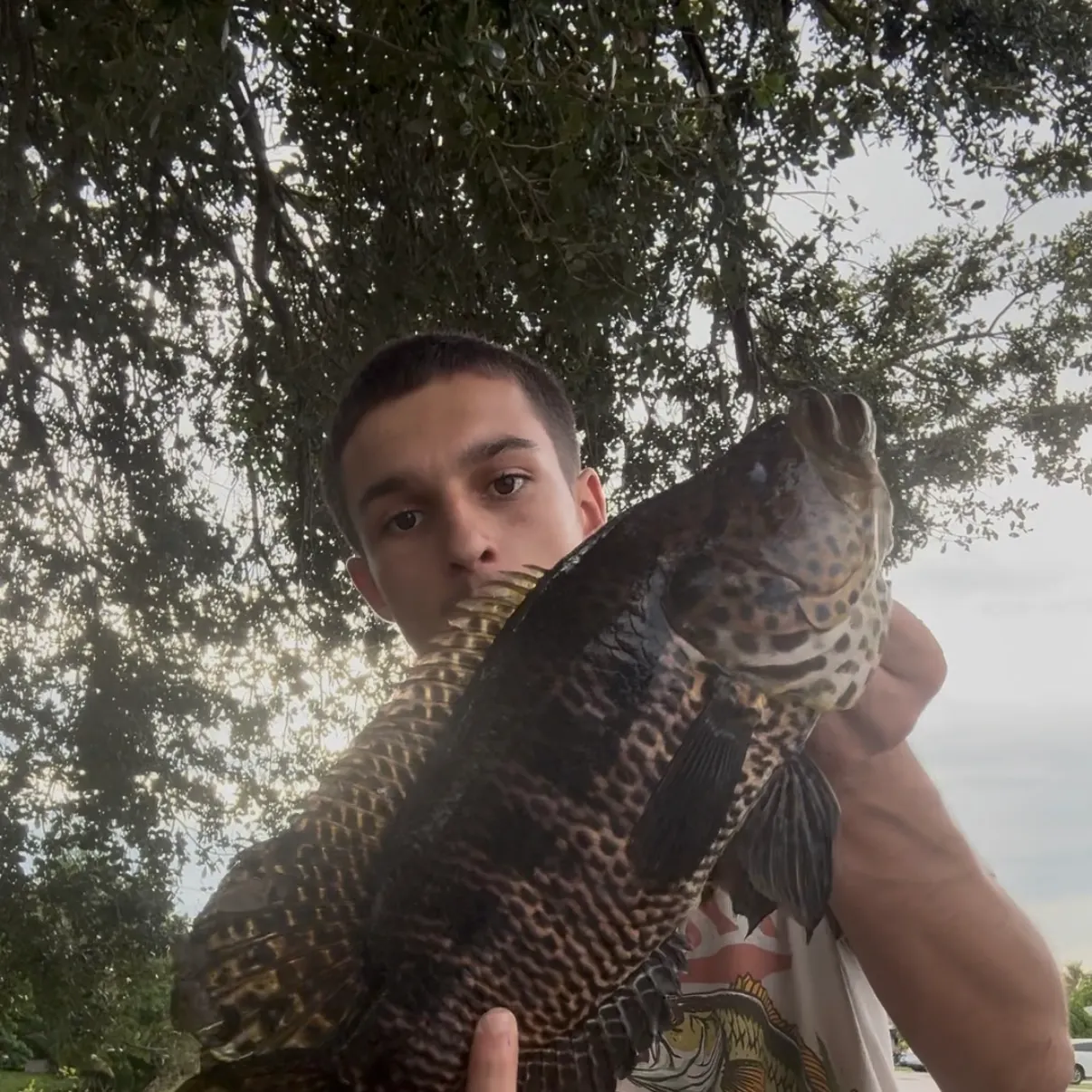 The most recent Jaguar cichlid catches on Fishbrain
