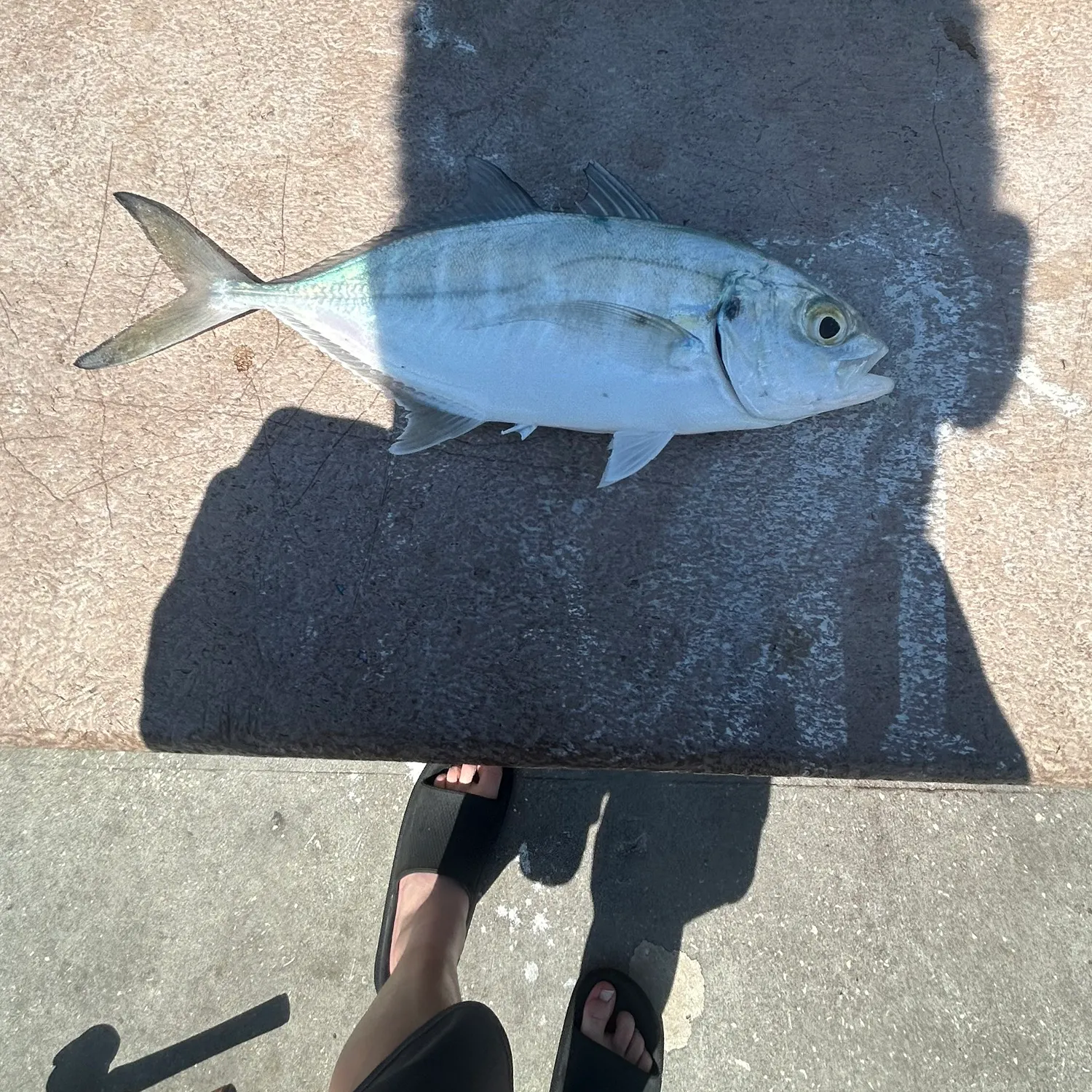 The most recent Palometa catches on Fishbrain