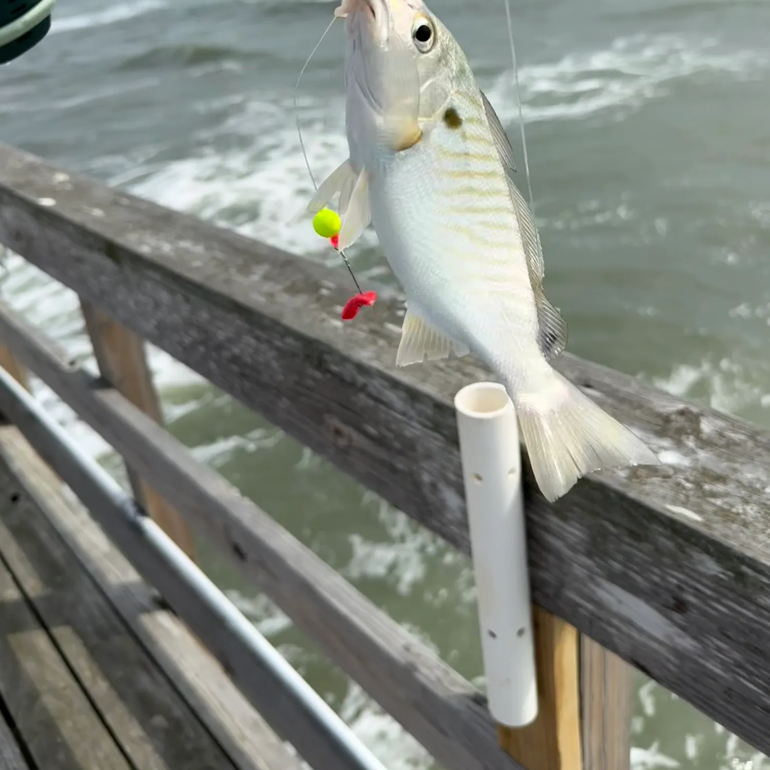 Spot croaker caught on Fishbrain