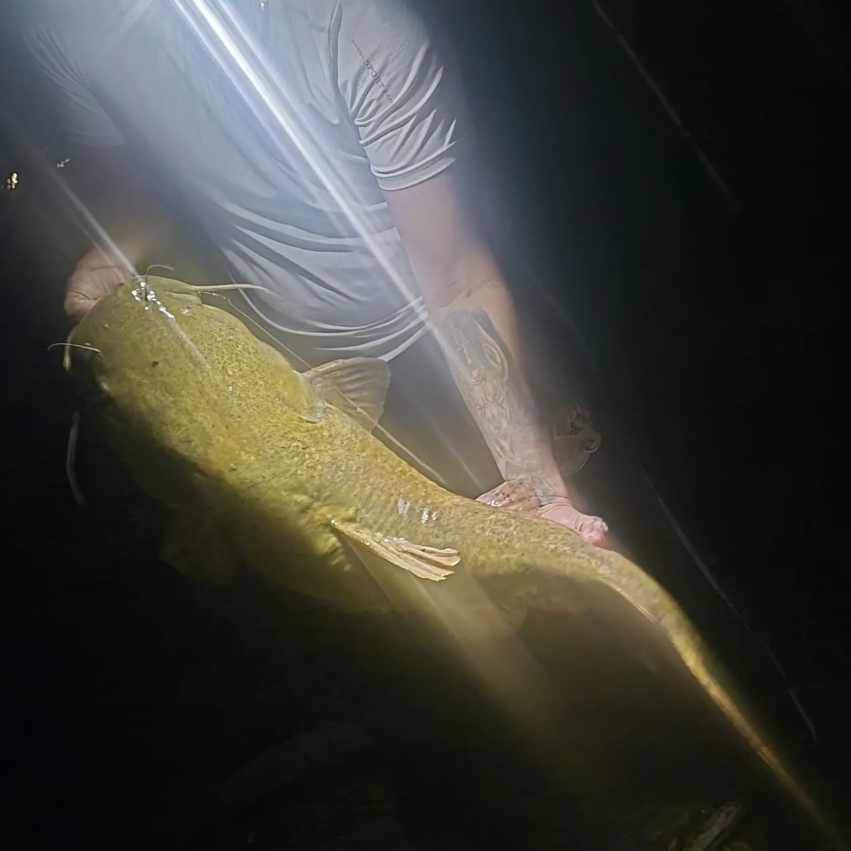 Flathead catfish caught on Fishbrain