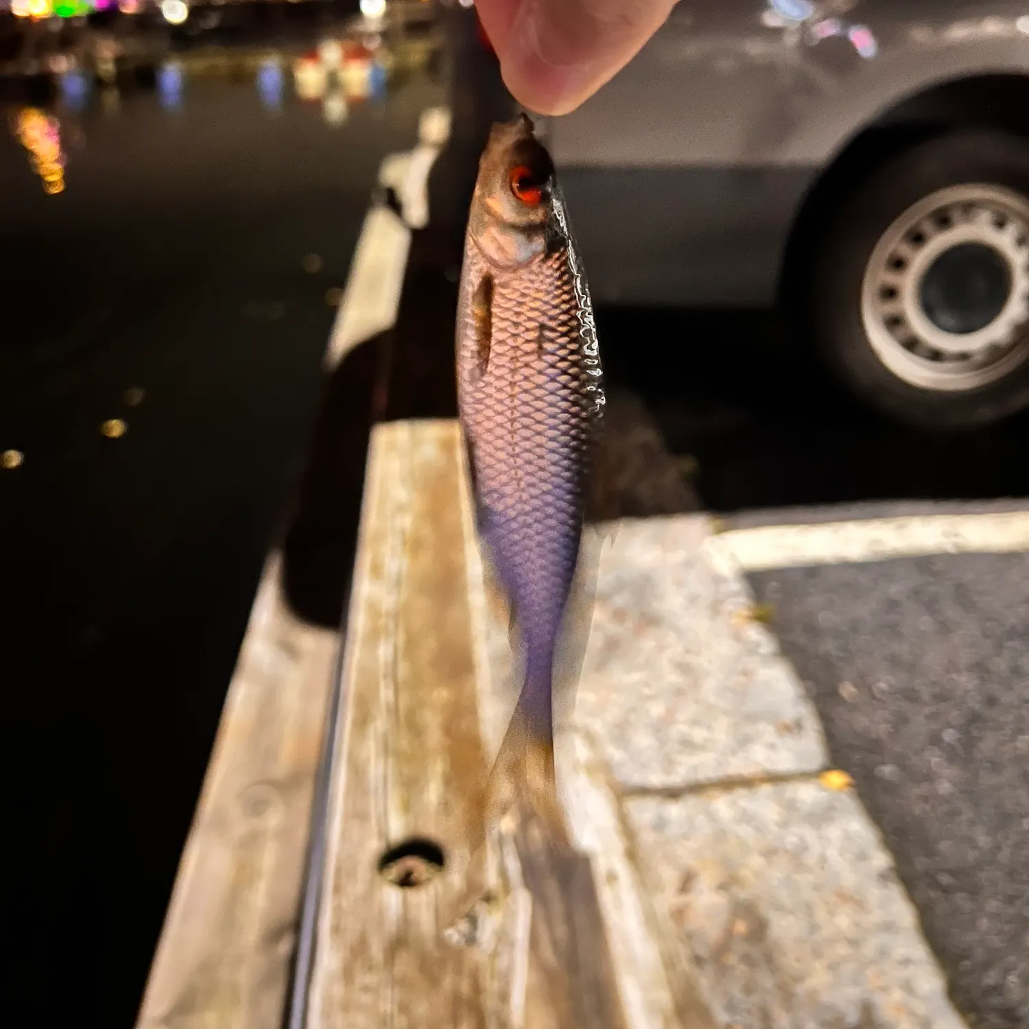 Common roach caught on Fishbrain