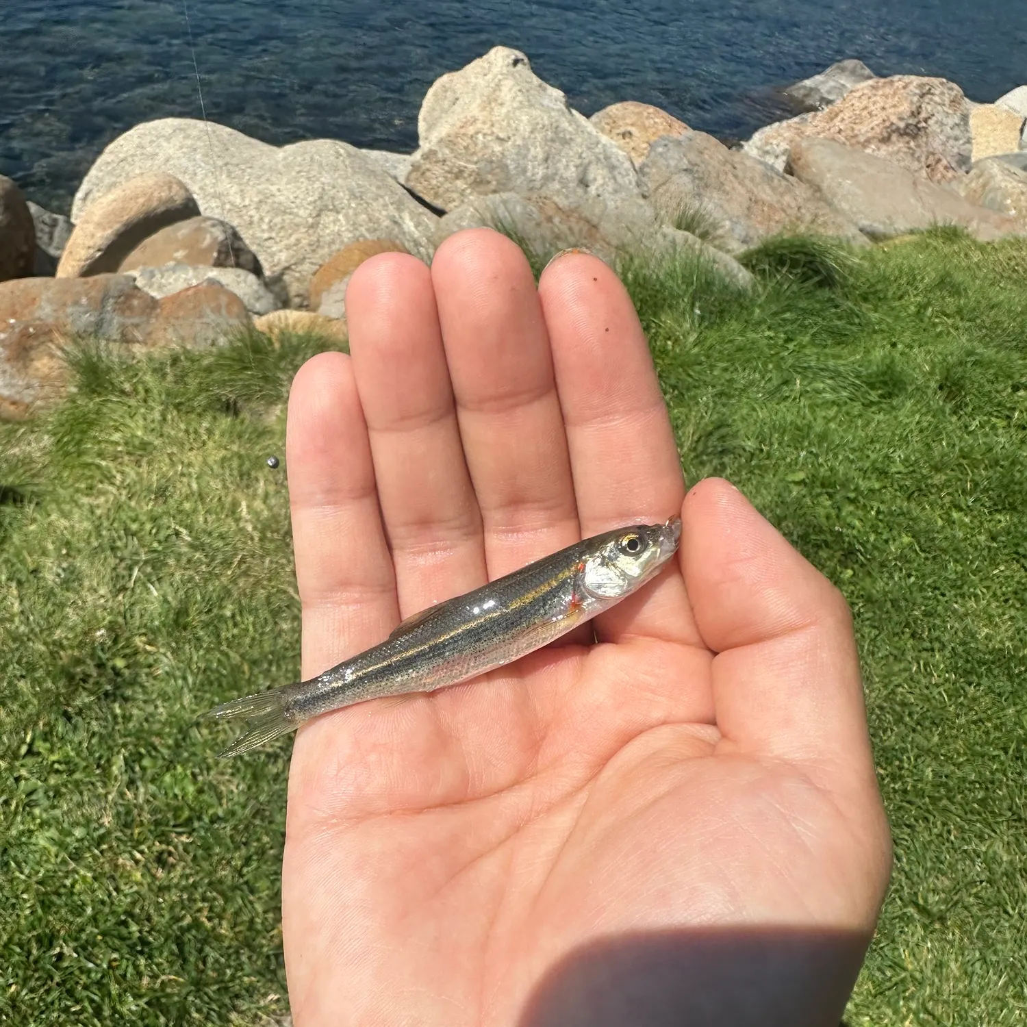 The most recent Lahontan redside shiner catches on Fishbrain