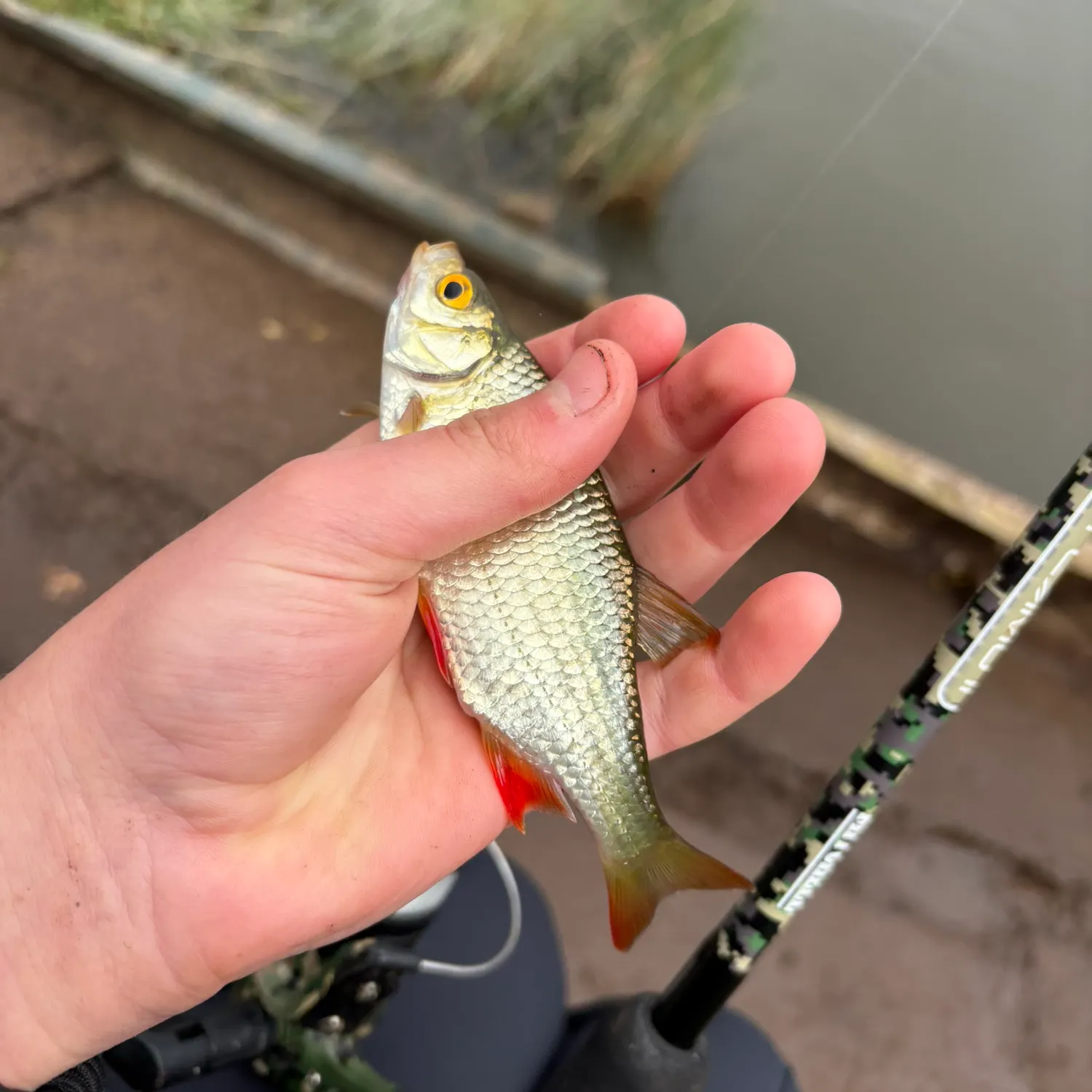 Common rudd caught on Fishbrain