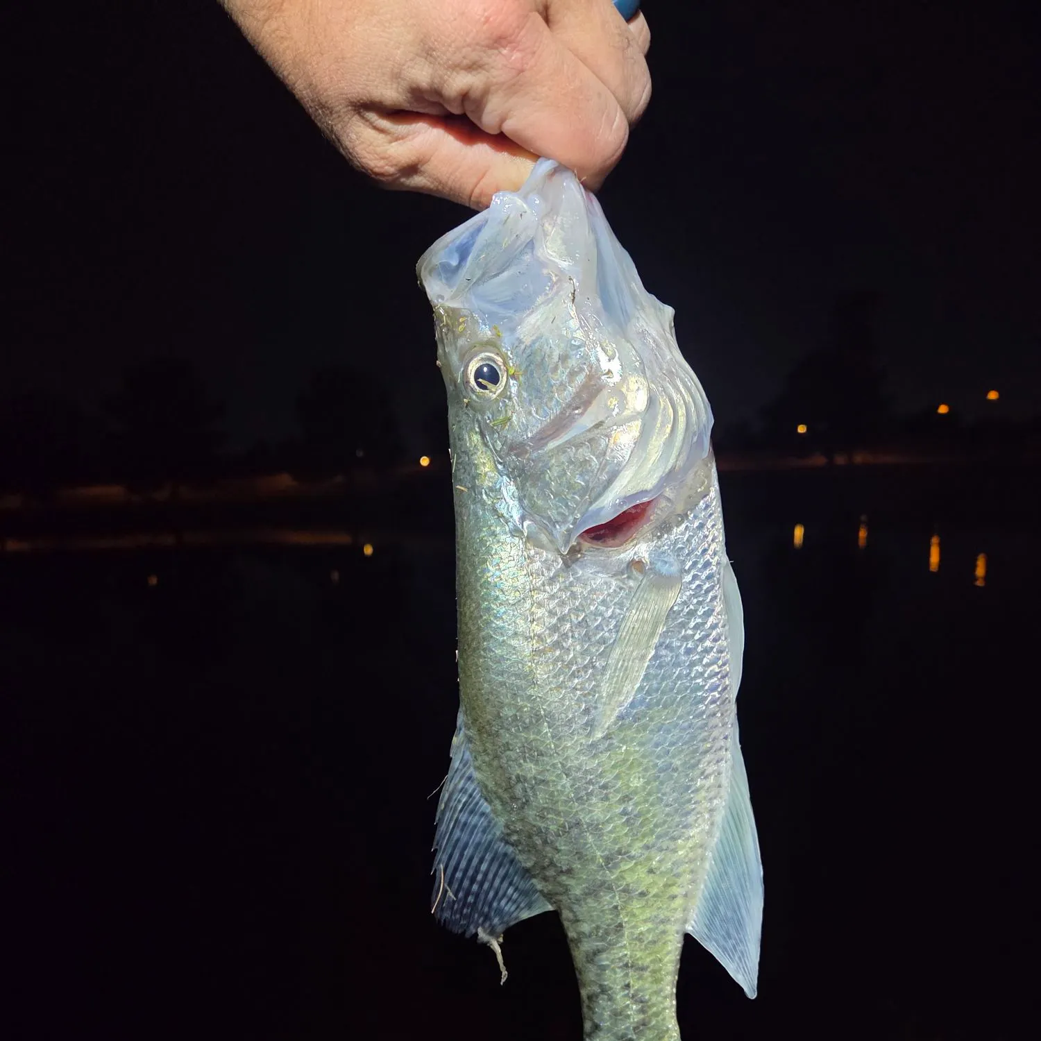Black crappie caught on Fishbrain
