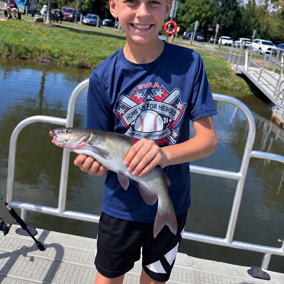 Channel catfish caught on Fishbrain
