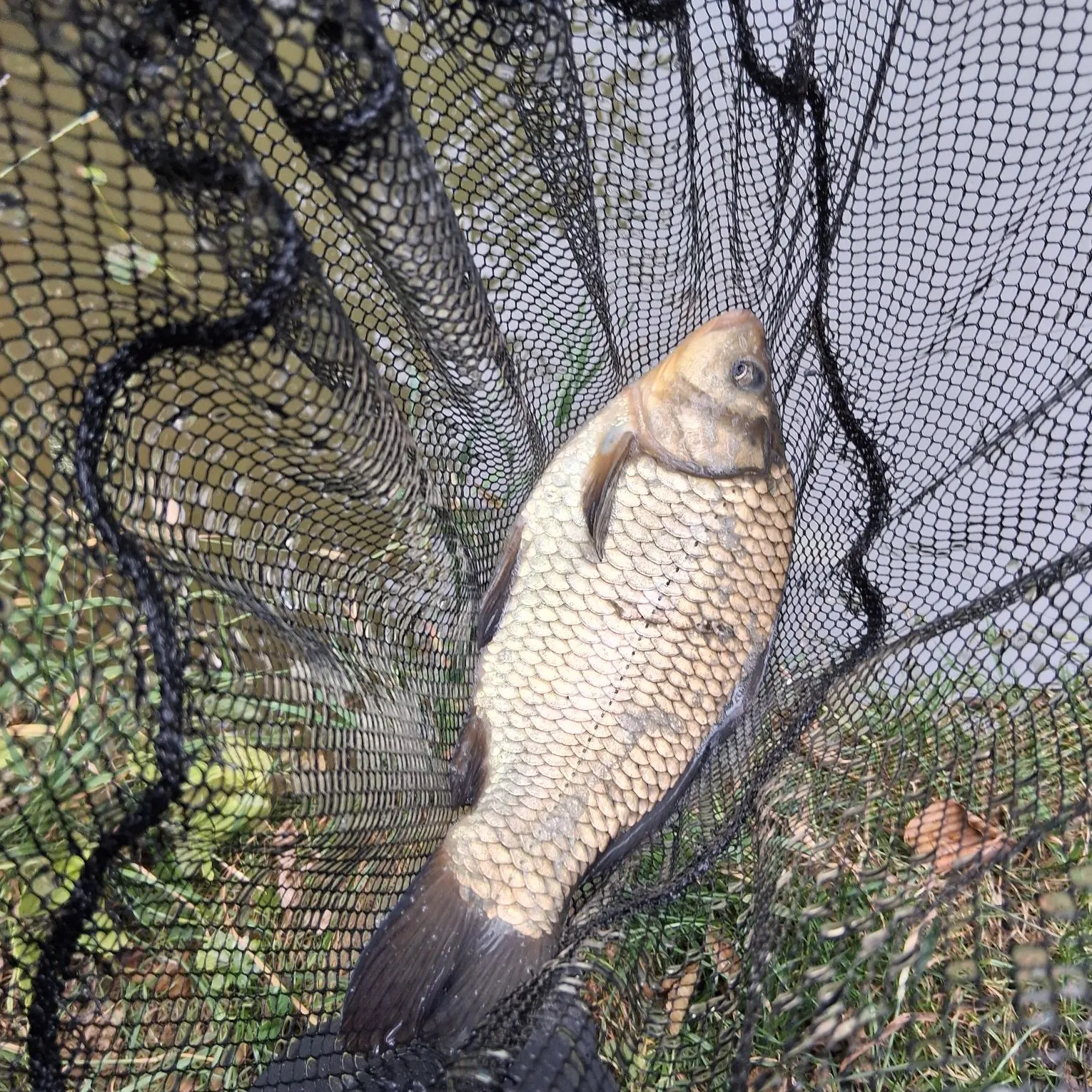 Common carp caught on Fishbrain