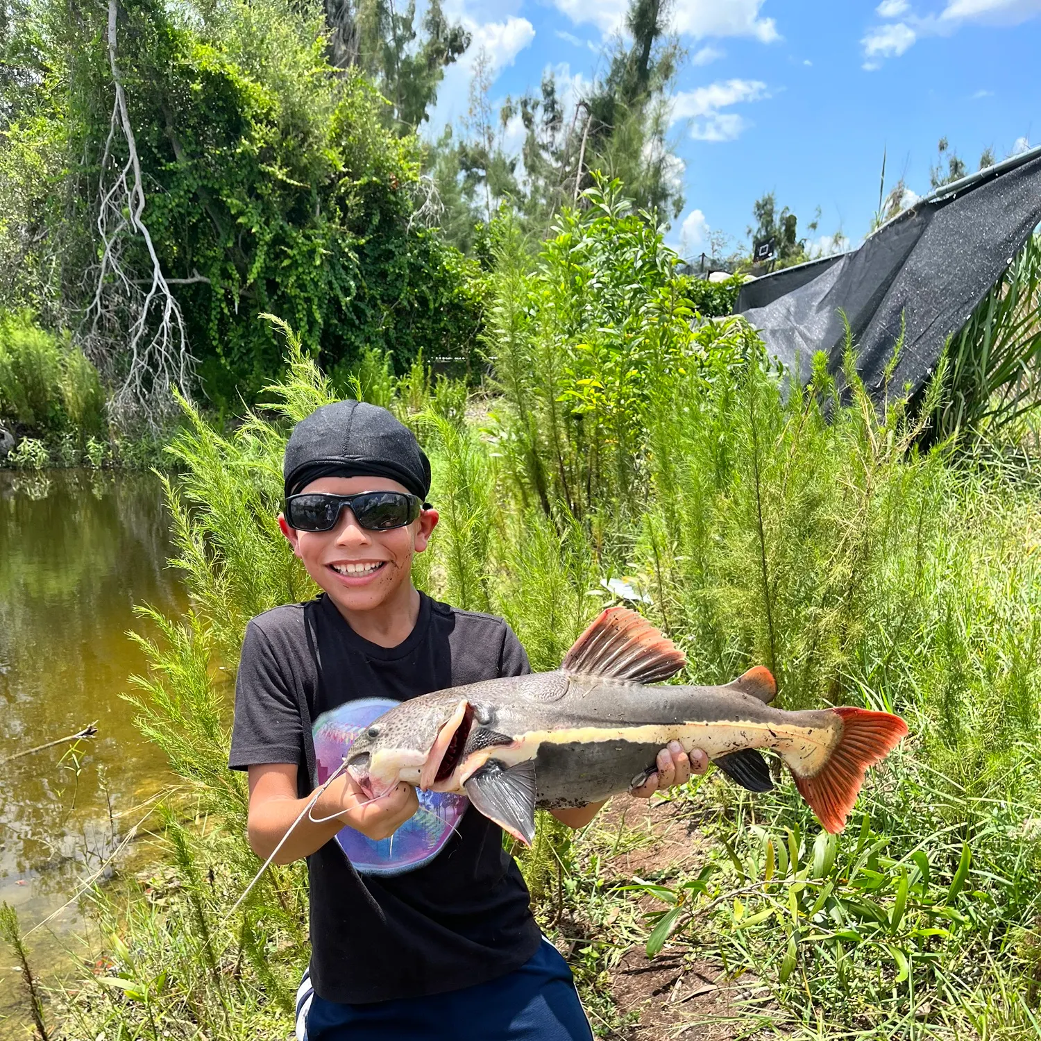 The most recent Redtail catfish catches on Fishbrain