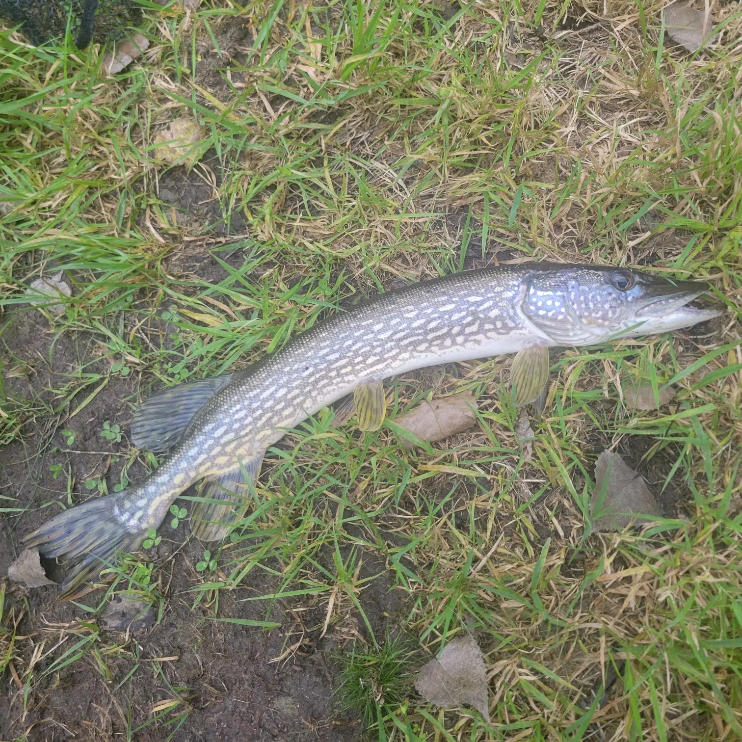 Northern pike caught on Fishbrain