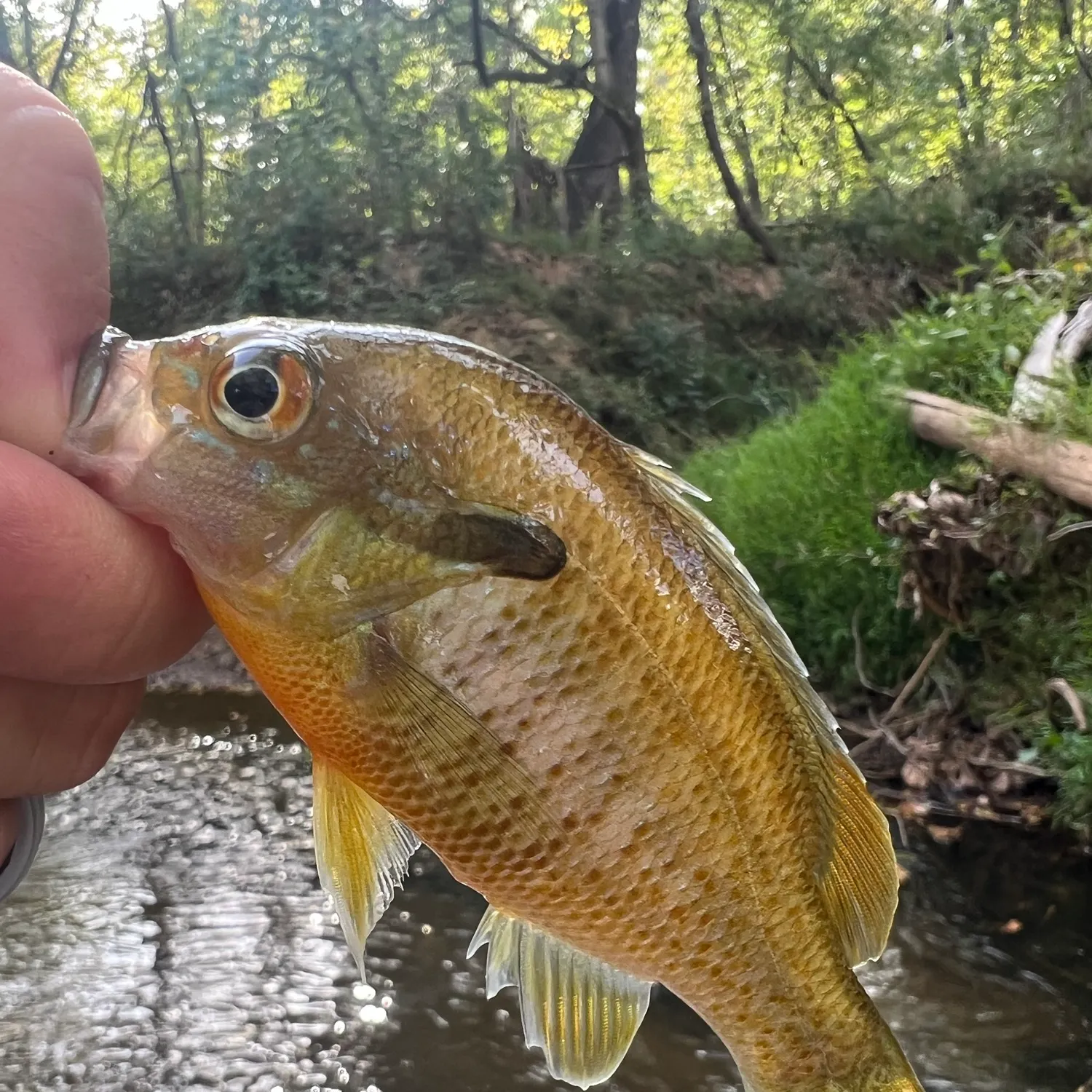 Redbreast sunfish caught on Fishbrain