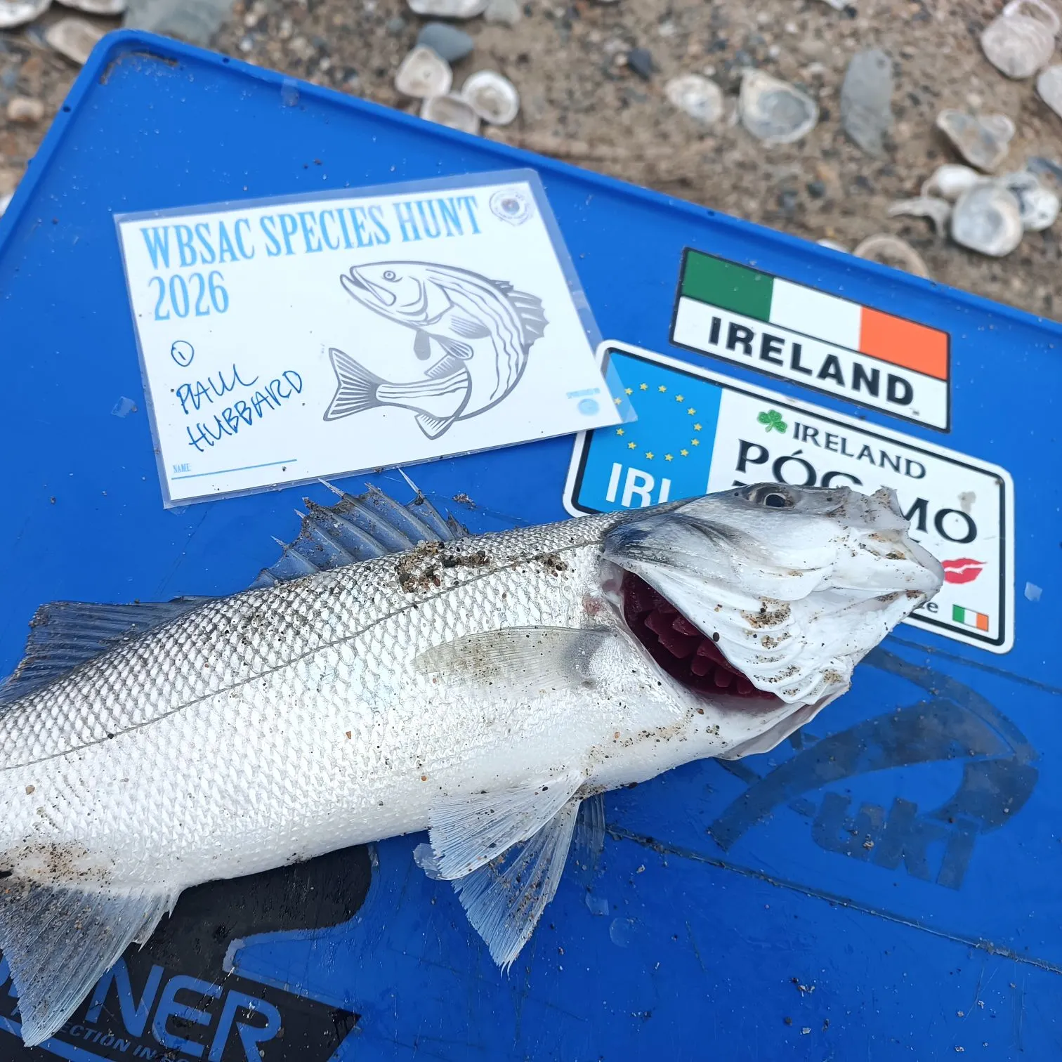 The most recent European seabass catches on Fishbrain