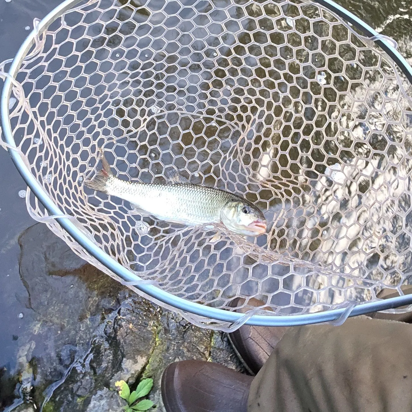 Fallfish caught on Fishbrain
