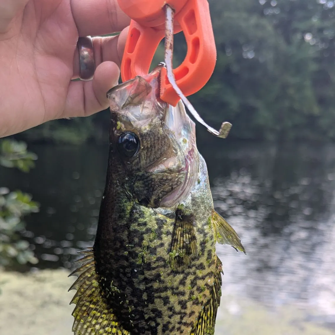 Black crappie caught on Fishbrain