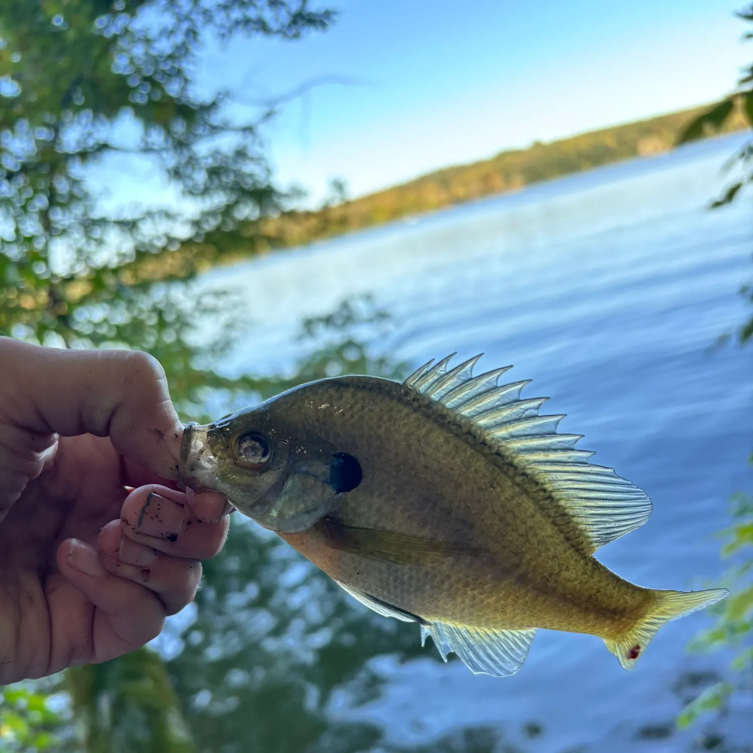 Bluegill caught on Fishbrain
