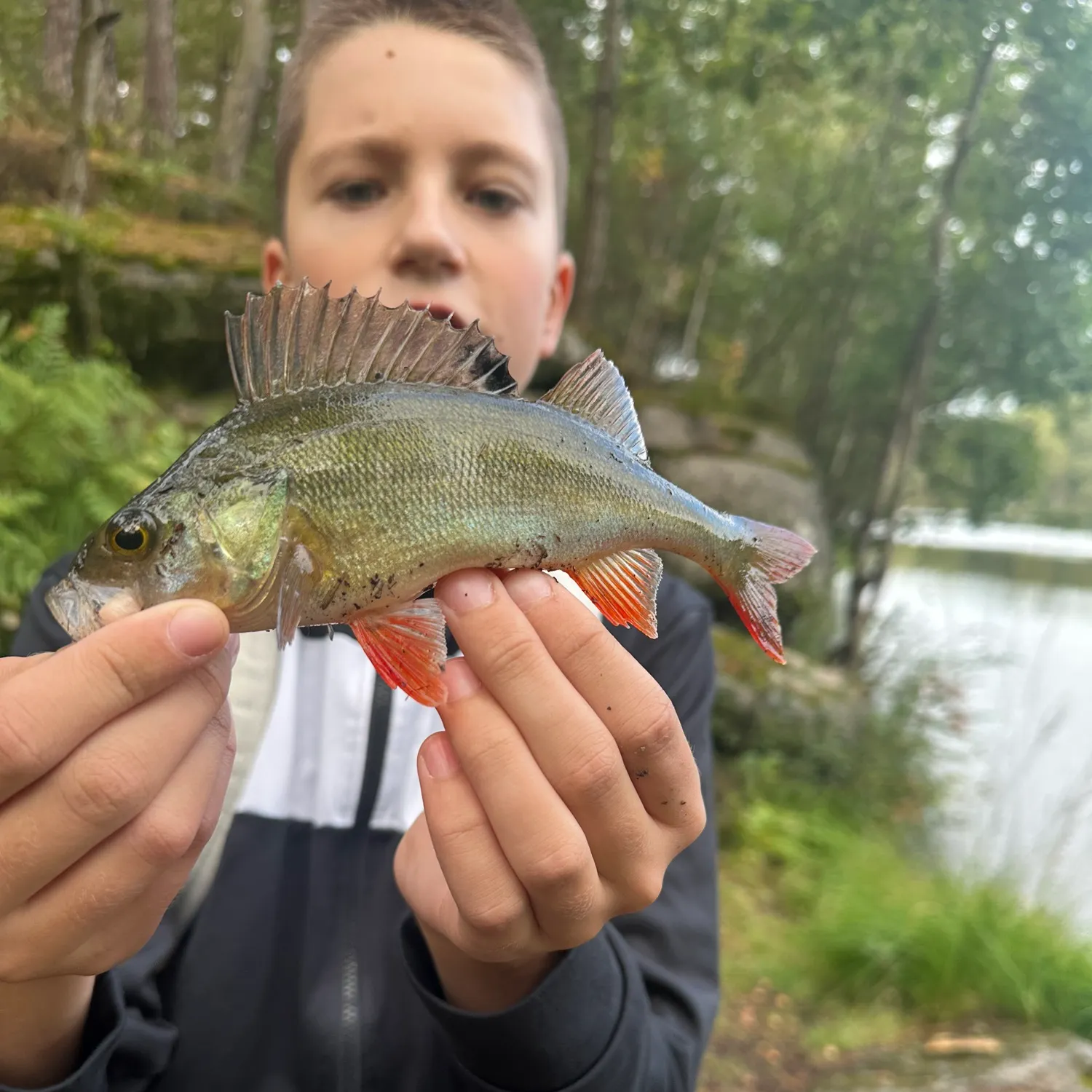 European perch caught on Fishbrain