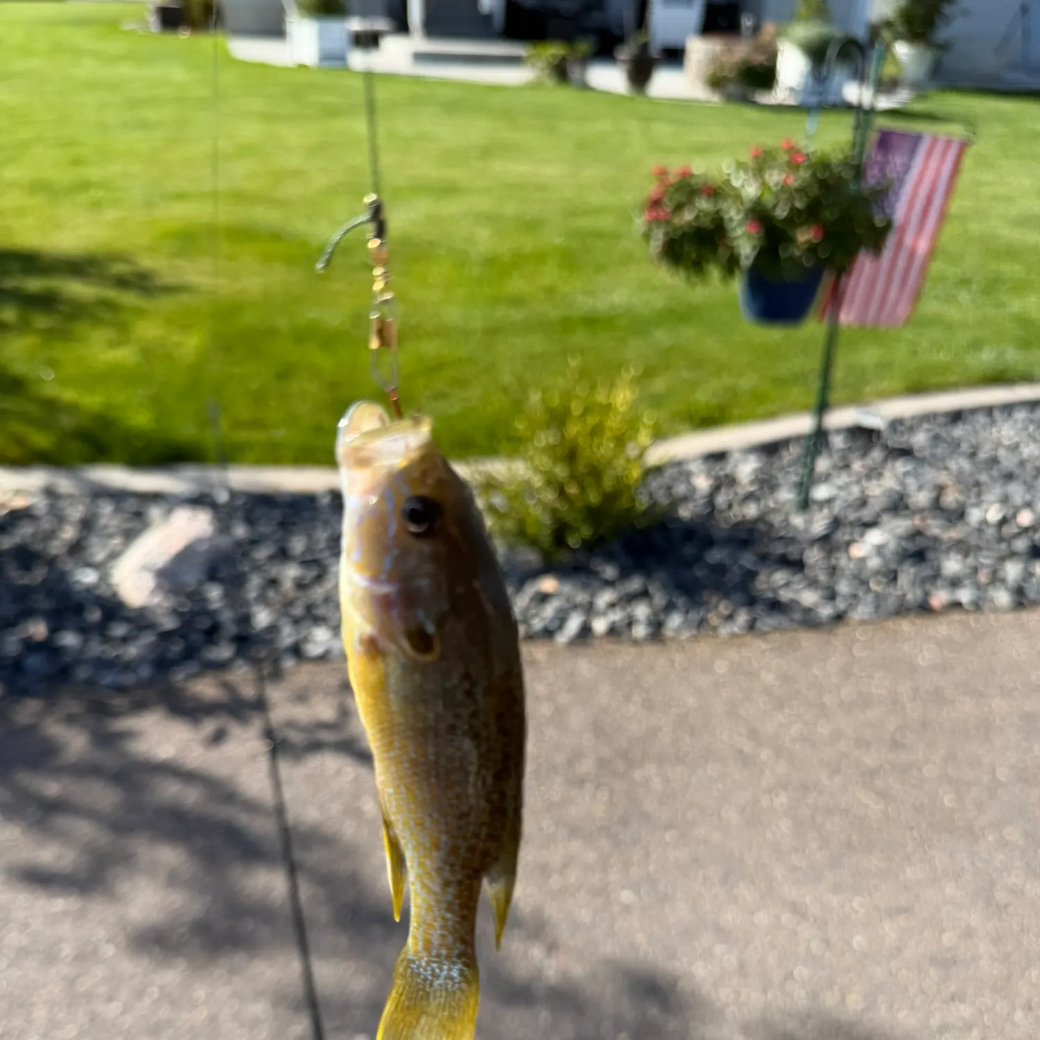 Fish caught on Fishbrain