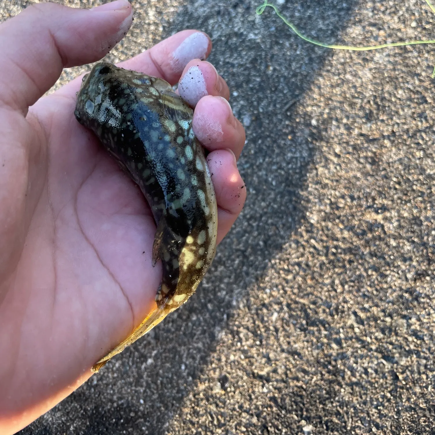 The most recent Mozambique tilapia catches on Fishbrain