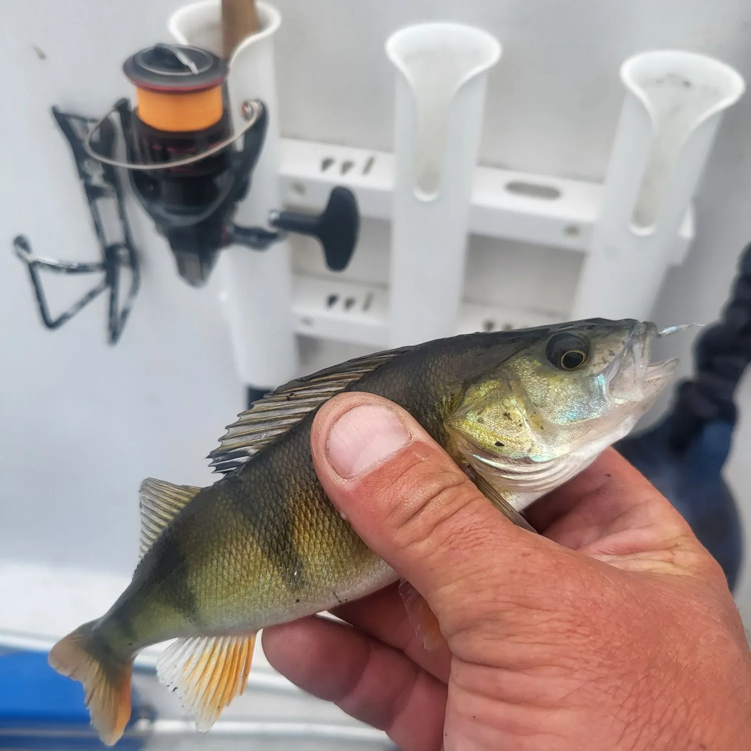 European perch caught on Fishbrain
