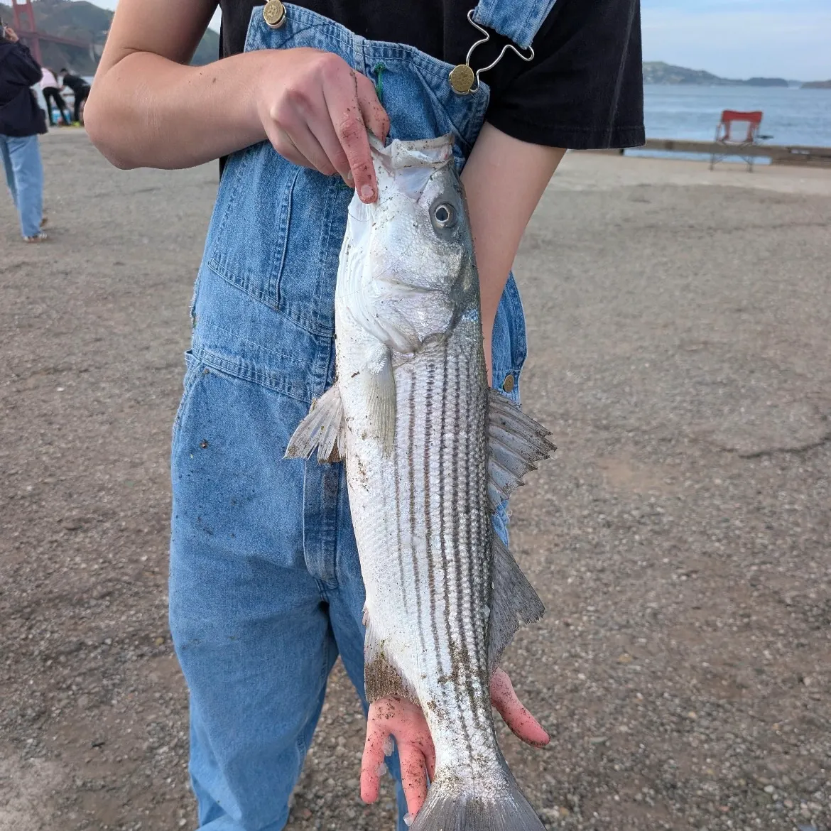 The most recent Striped bass catches on Fishbrain