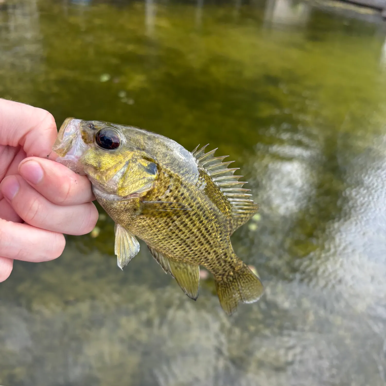 Rock bass caught on Fishbrain
