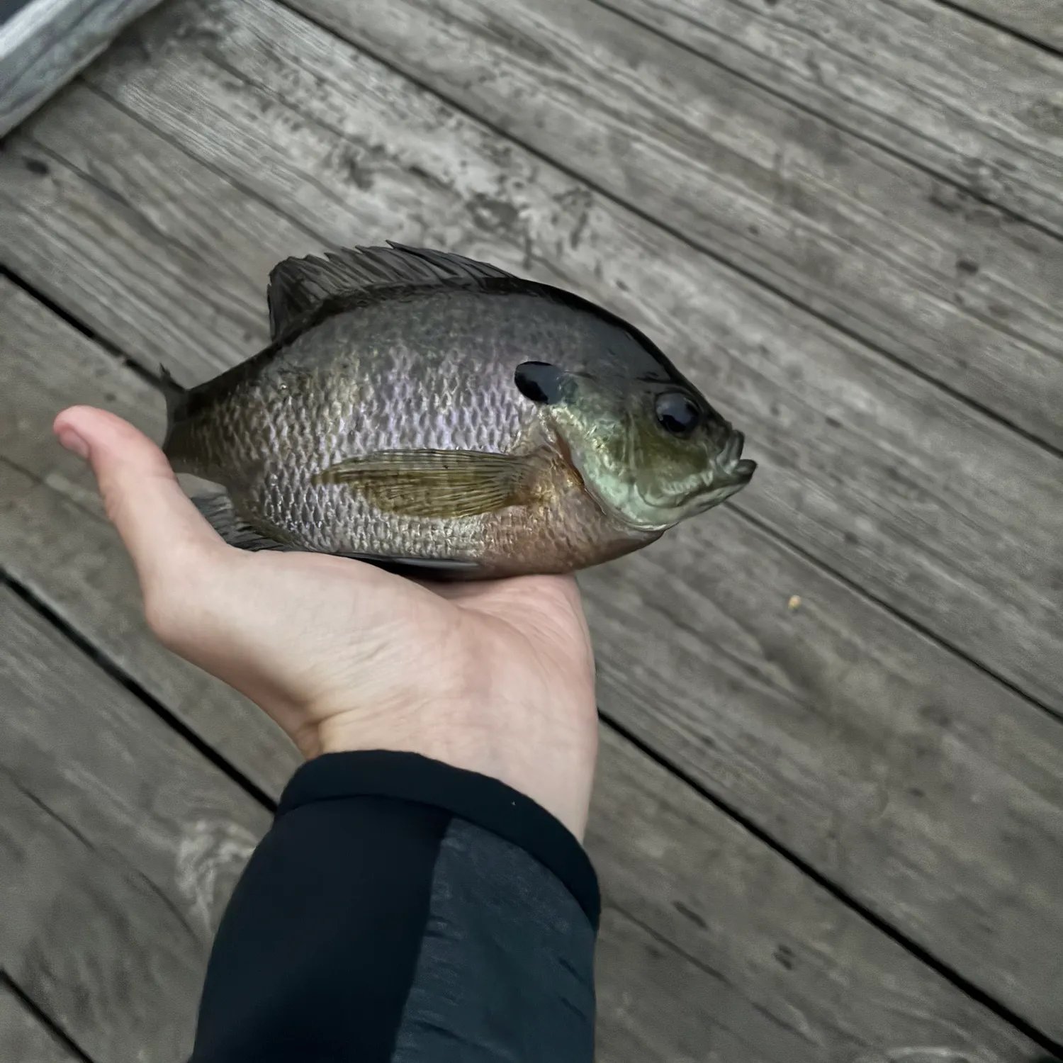 Bluegill caught on Fishbrain