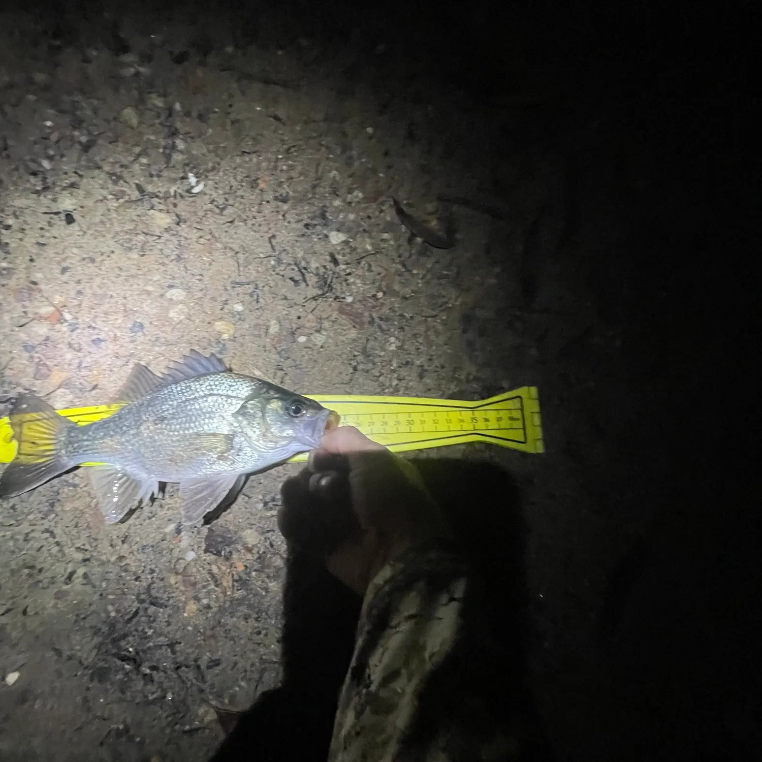 The most recent Australian bass catches on Fishbrain