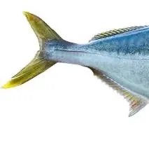 The most recent Southern yellowtail amberjack catches on Fishbrain