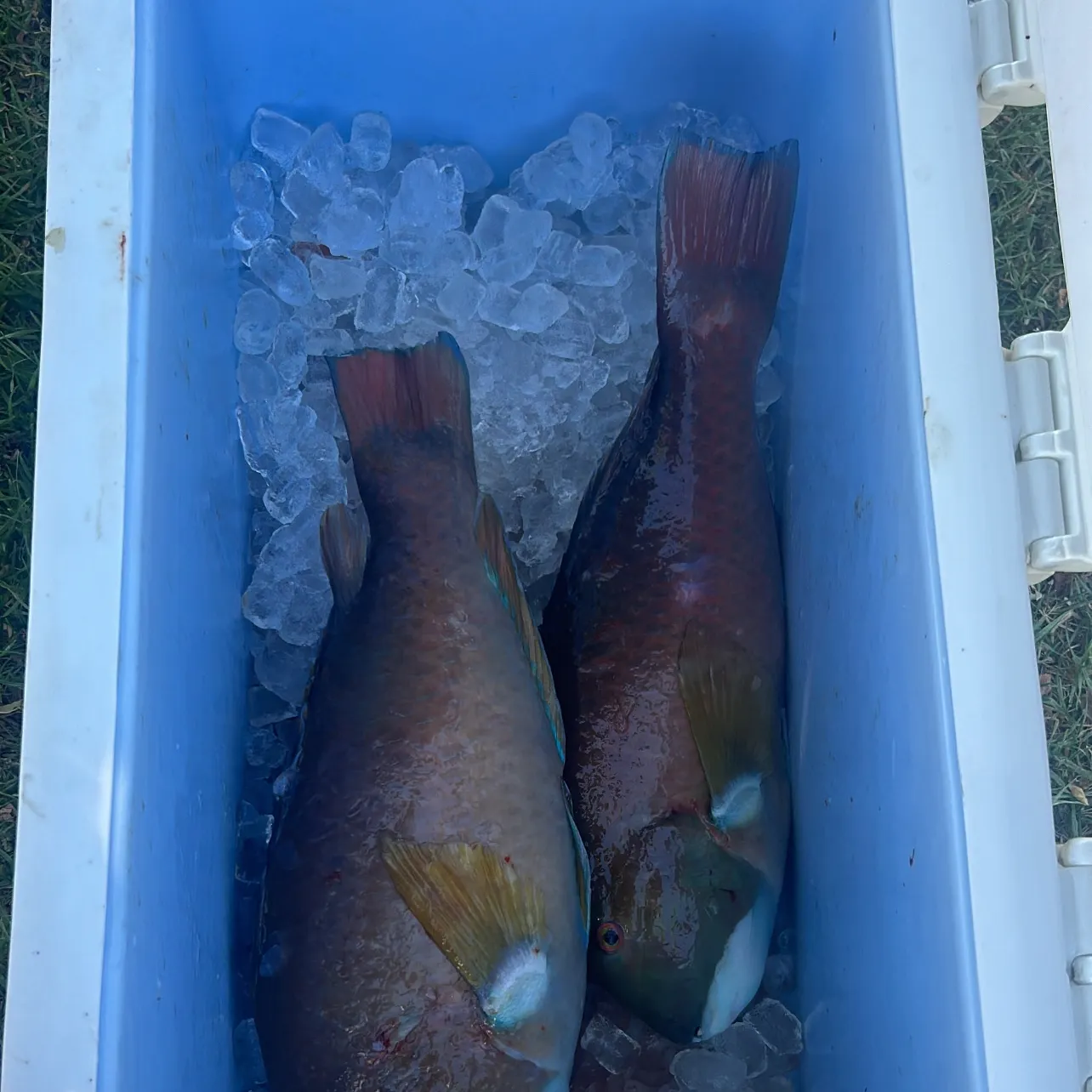 The most recent Baldchin groper catches on Fishbrain