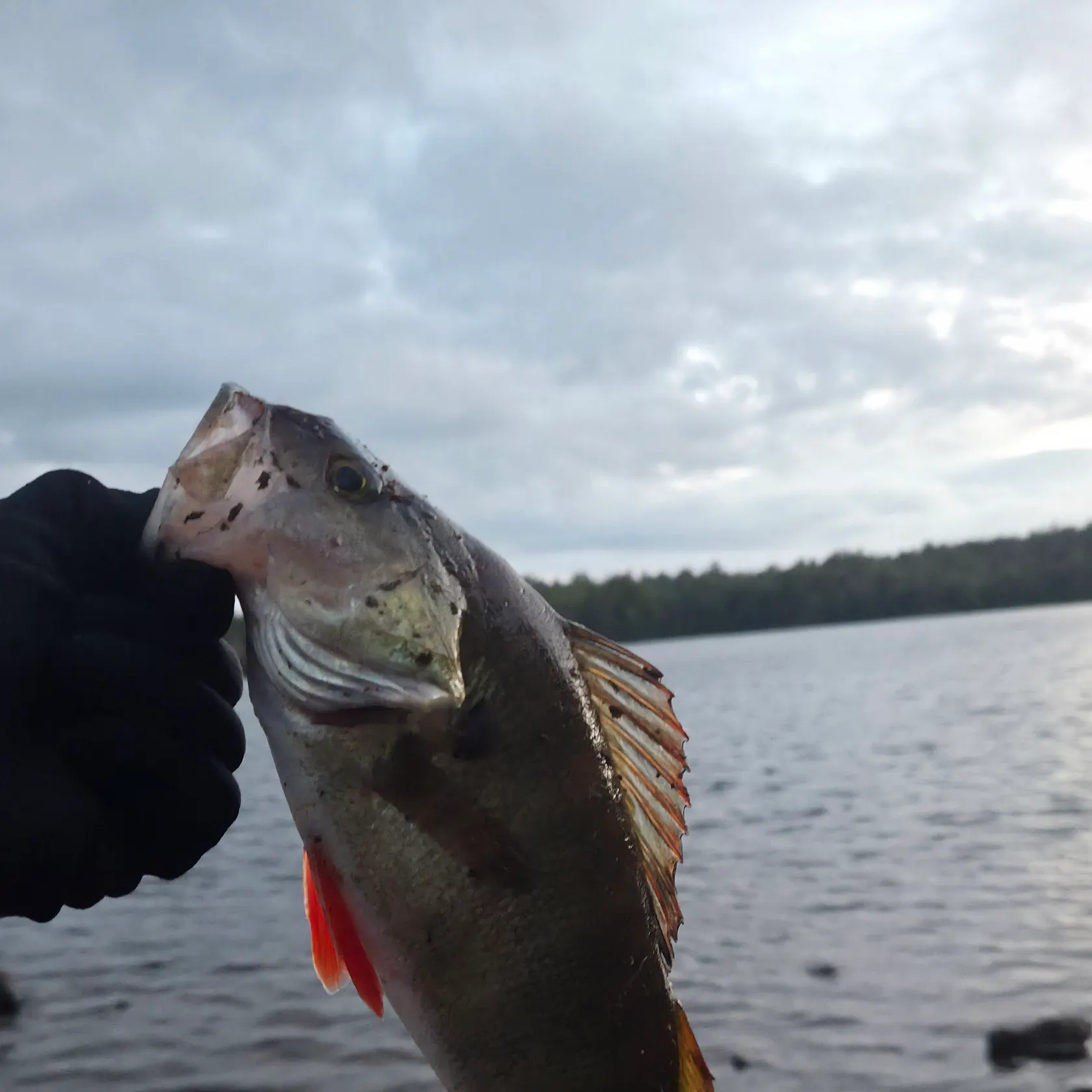 European perch caught on Fishbrain