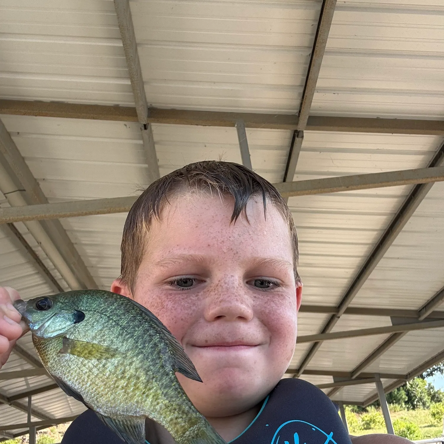 Bluegill caught on Fishbrain