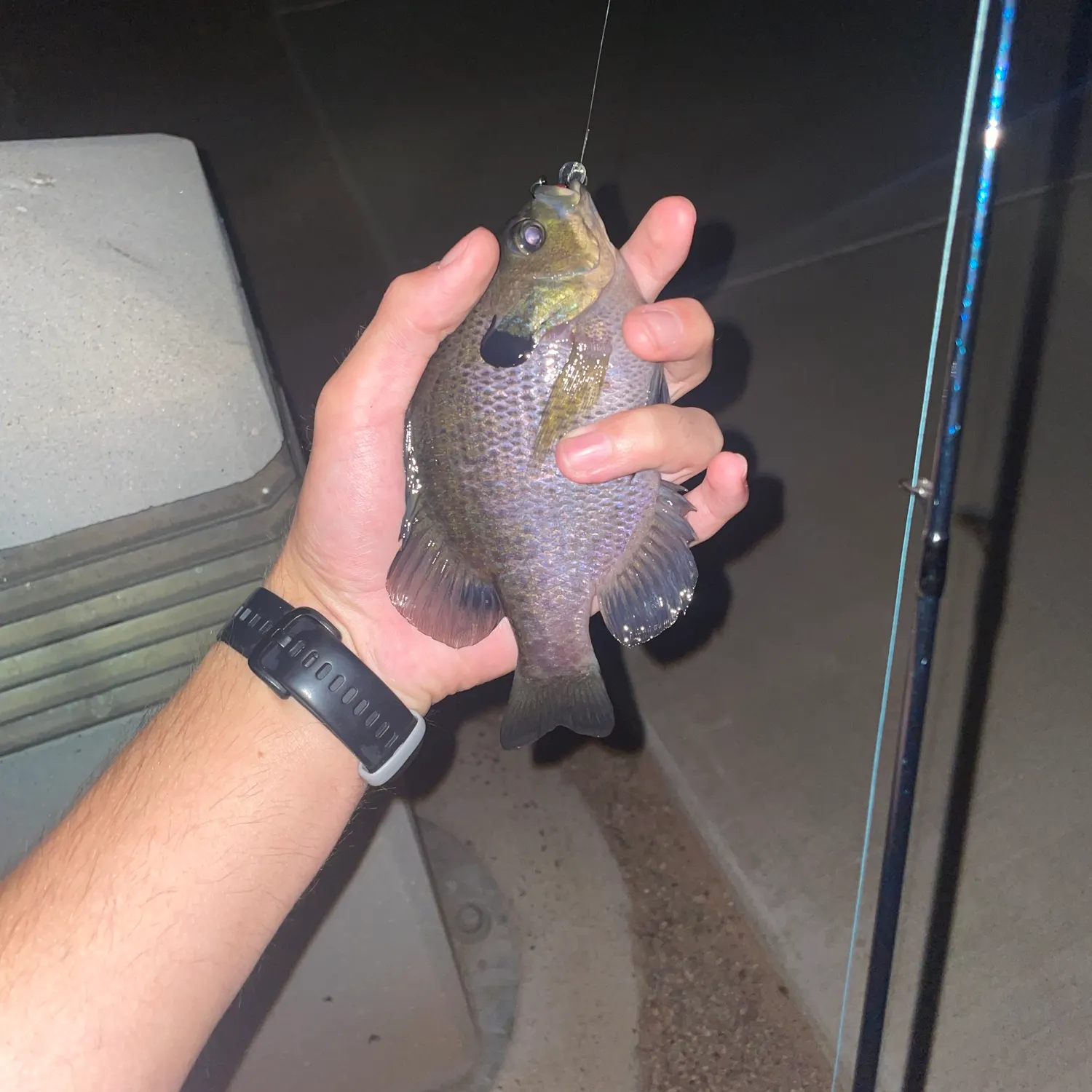 Bluegill caught on Fishbrain