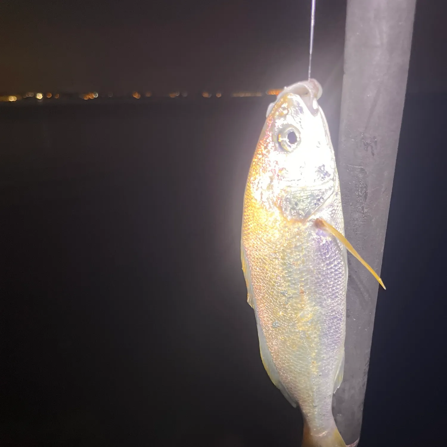 The most recent White croaker catches on Fishbrain