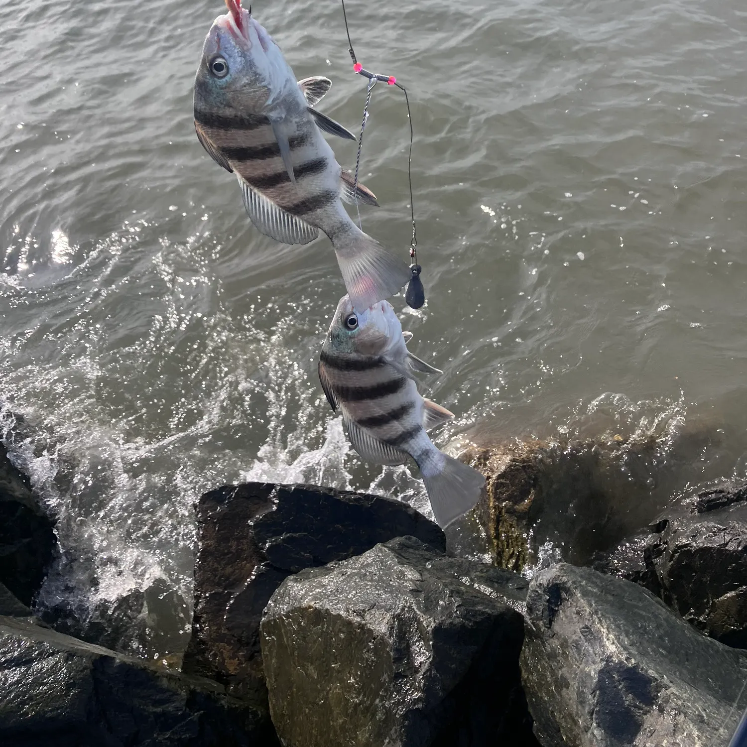 Black drum caught on Fishbrain