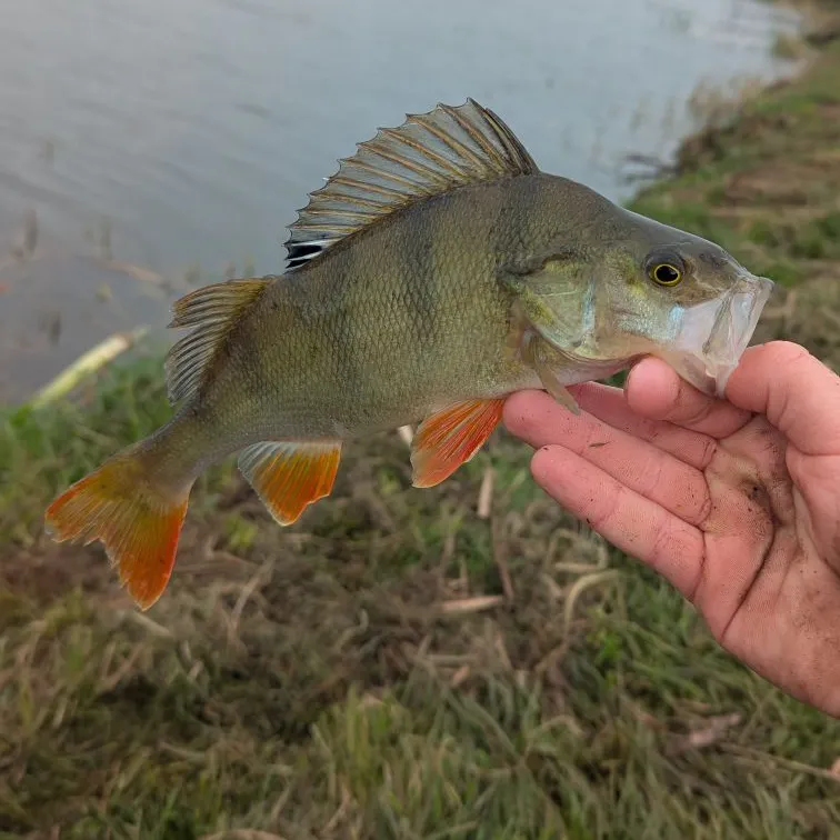 European perch caught on Fishbrain