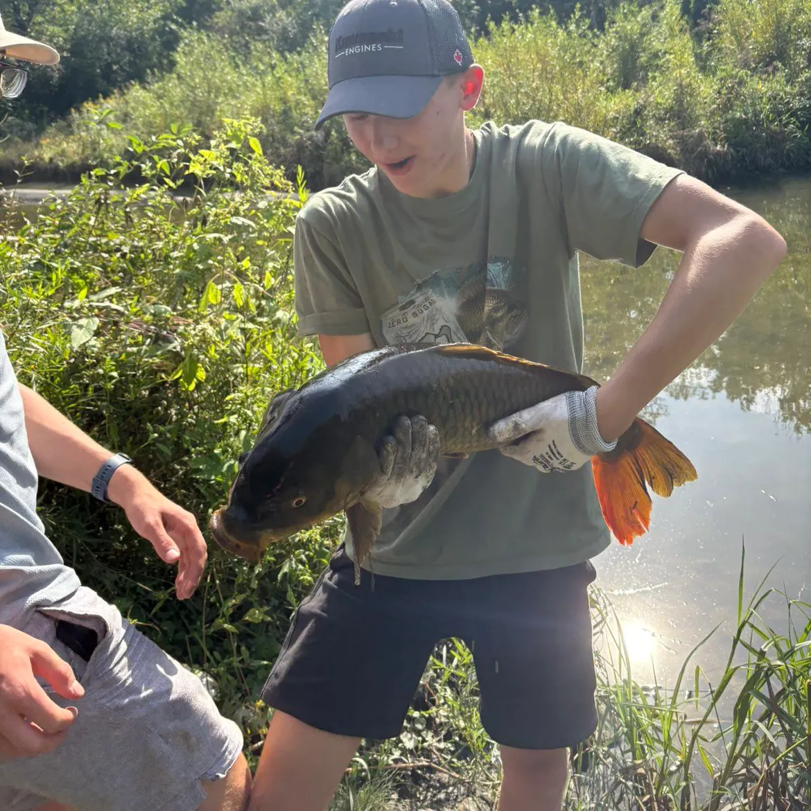Common carp caught on Fishbrain