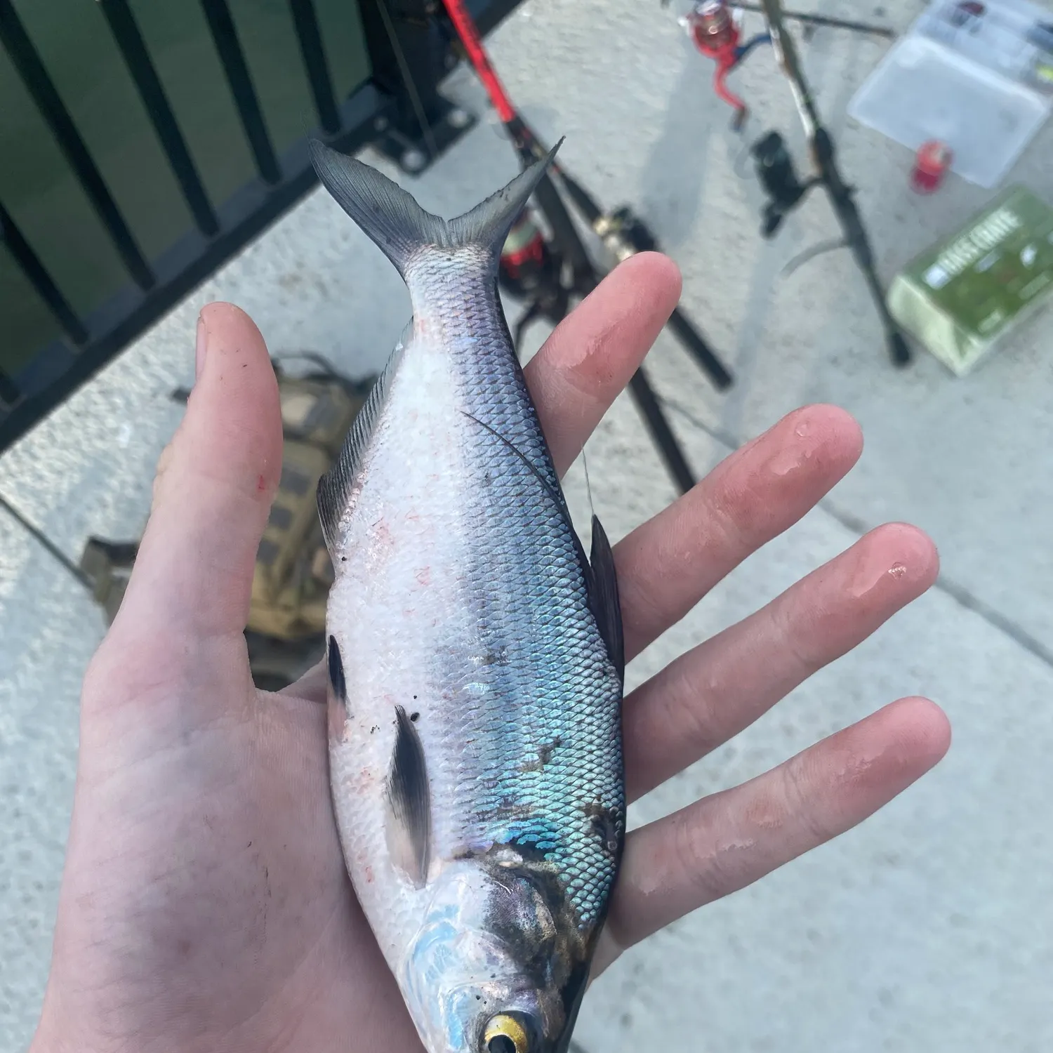 The most popular recent Threadfin shad catch on Fishbrain