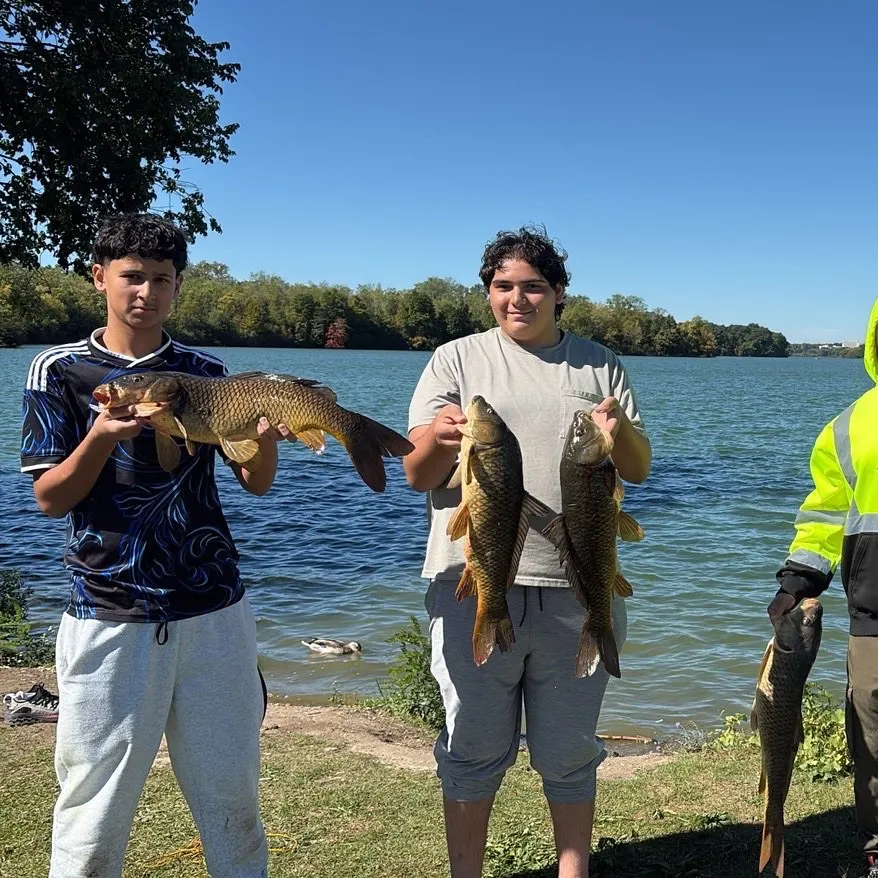 Common carp caught on Fishbrain