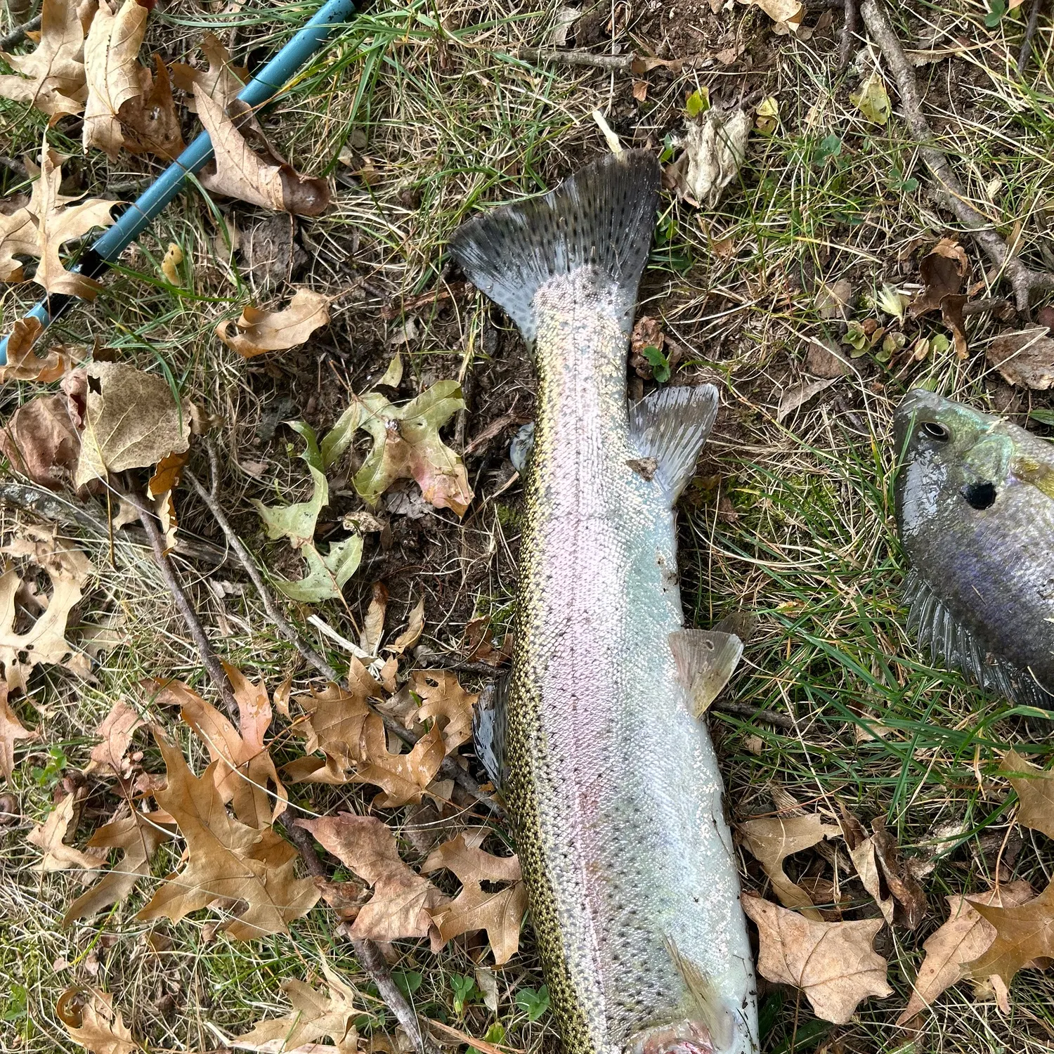 Rainbow trout caught on Fishbrain