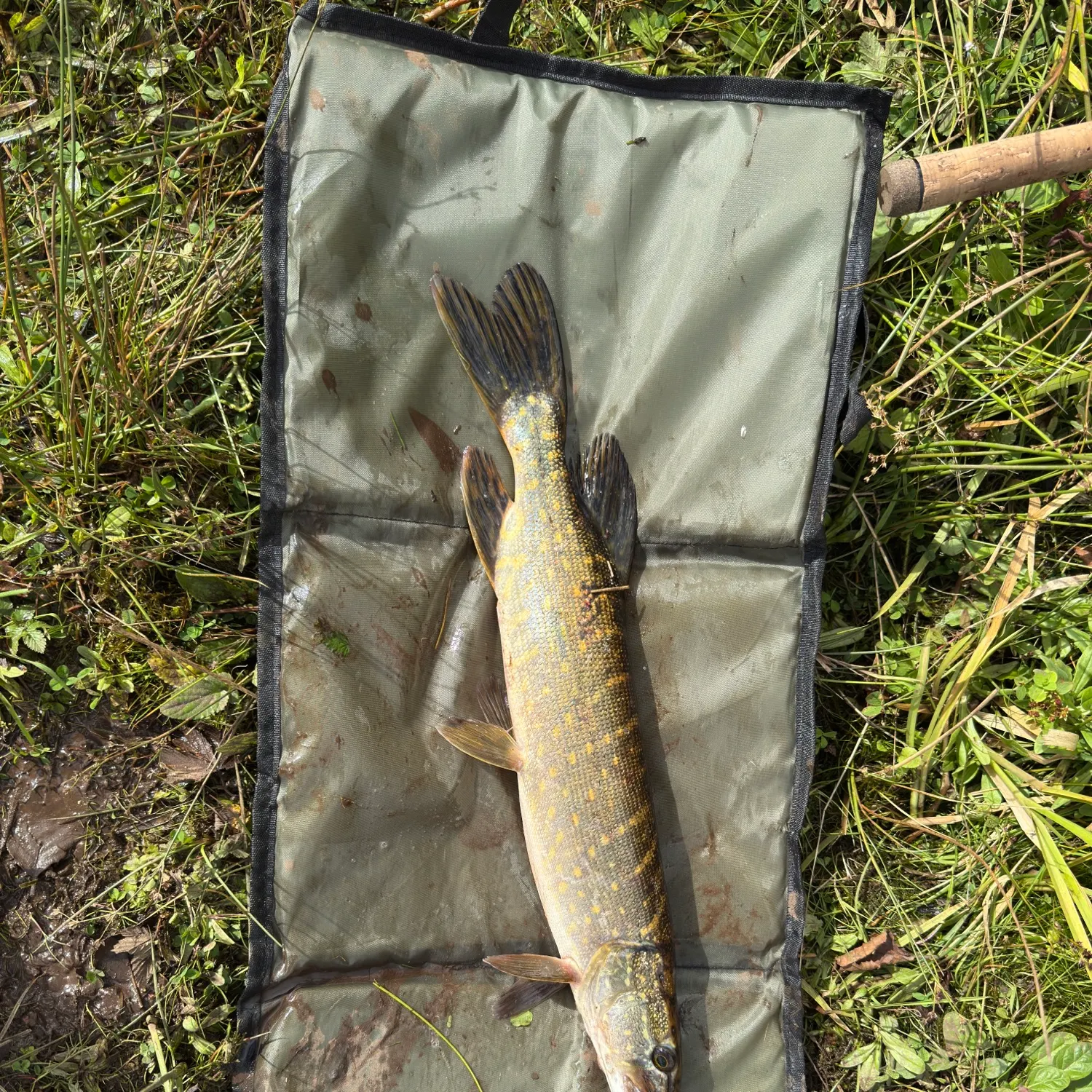 Northern pike caught on Fishbrain