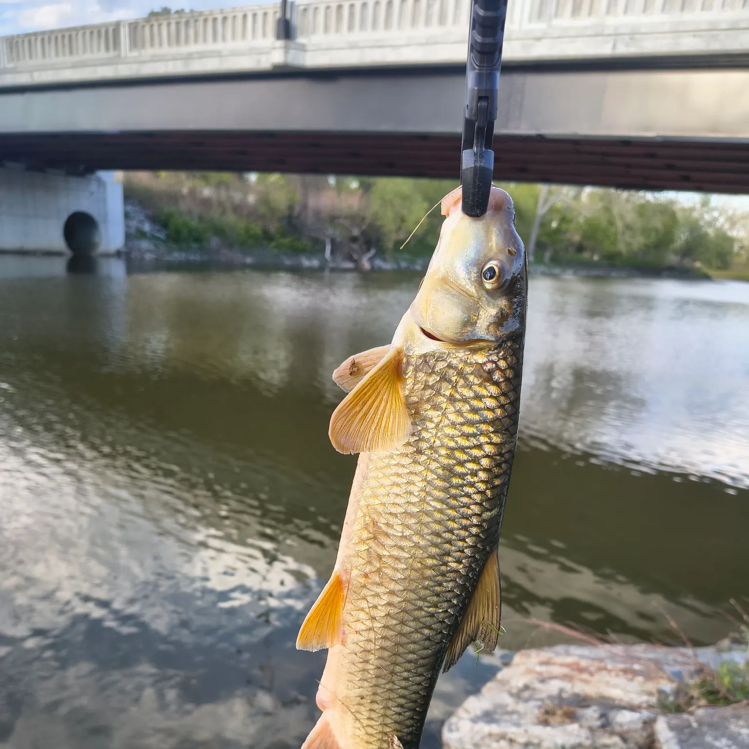 The most recent Golden redhorse catches on Fishbrain